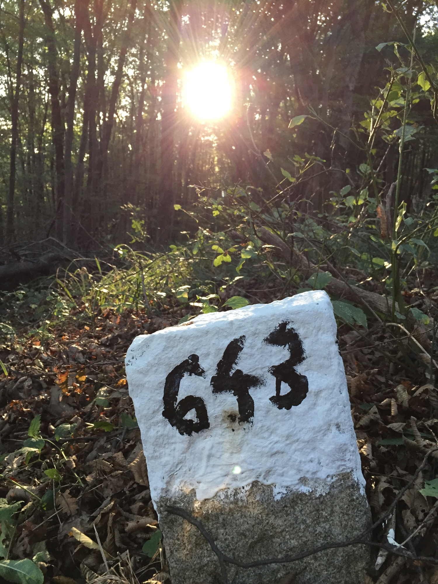 Grenzstein im Wald, Sonne scheint durch die Bäume