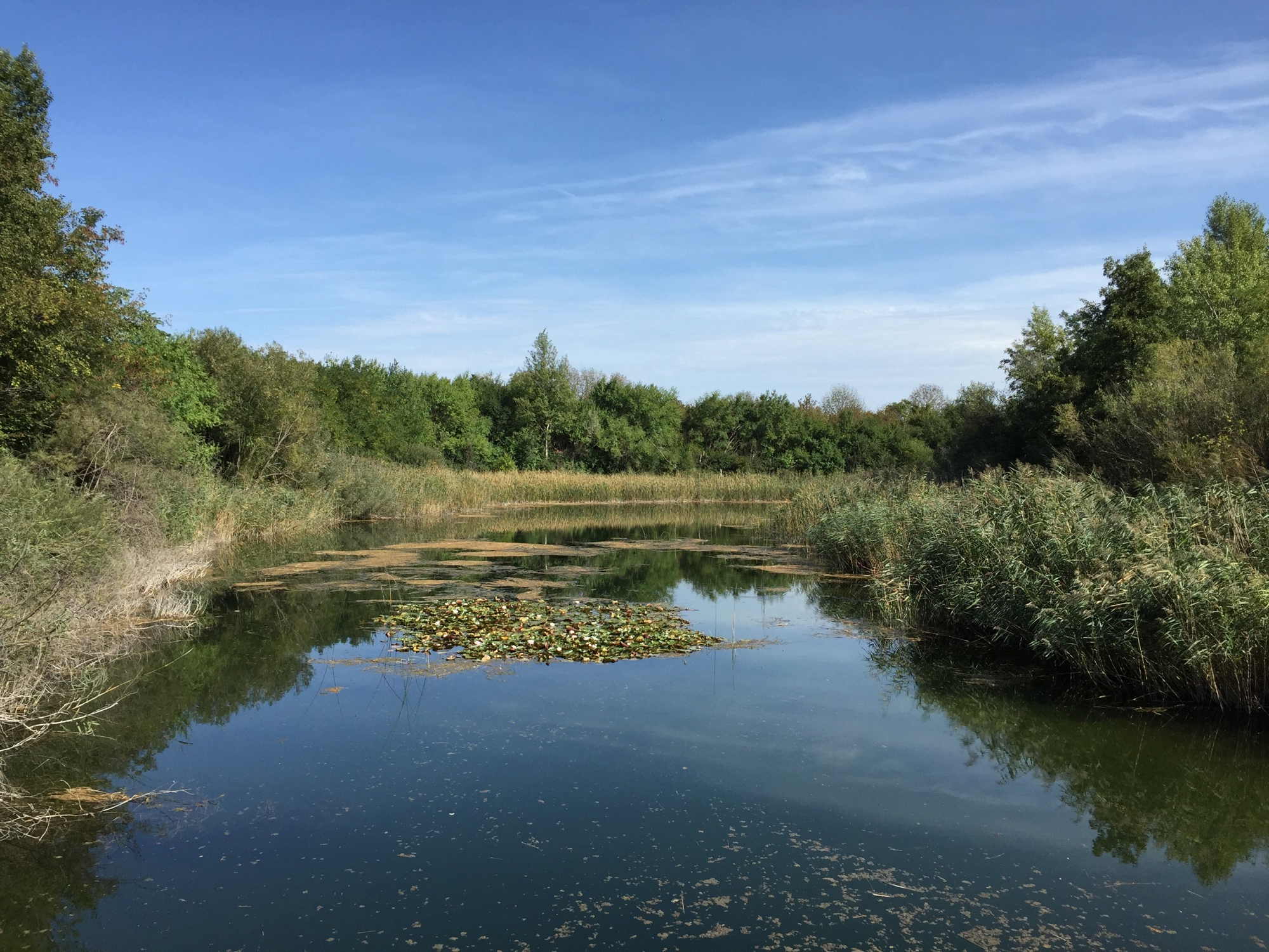 Ausblick von der Brücke über den Himmelteich