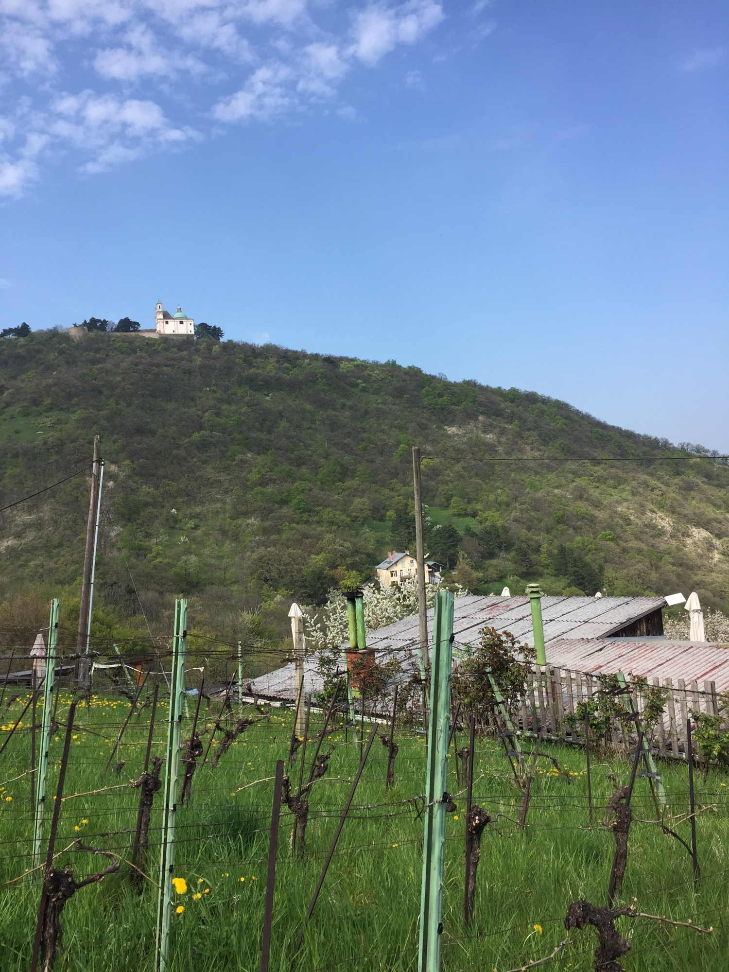 Rast beim Heurigen Hirt, mit Blick auf den Leopoldsberg