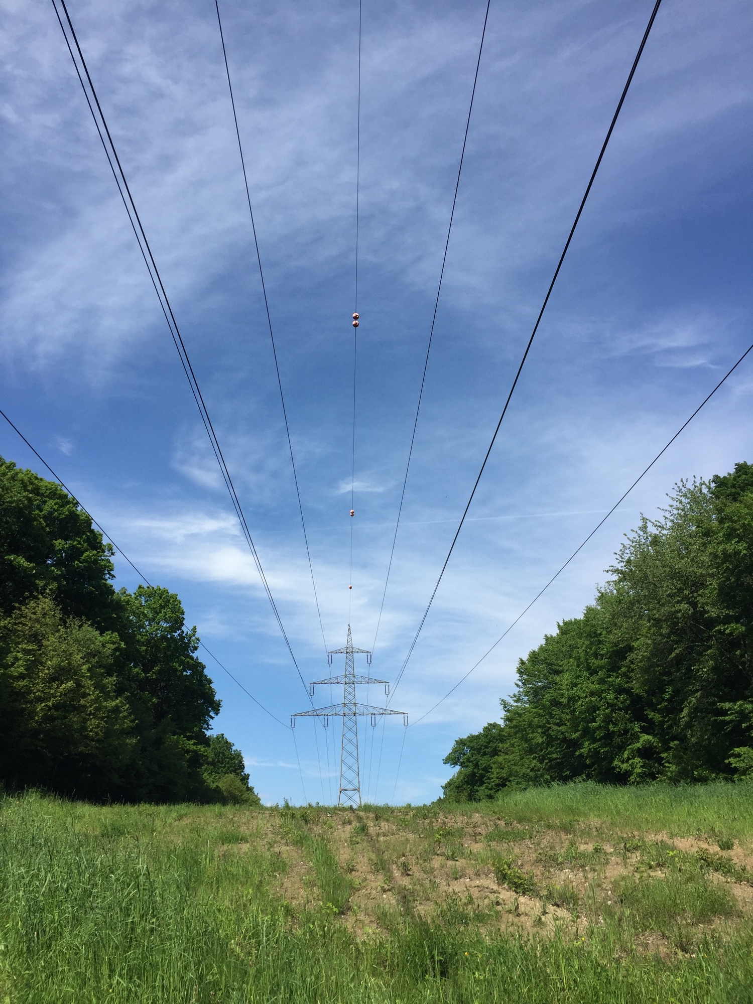 nur Strommasten inmitten des Waldes