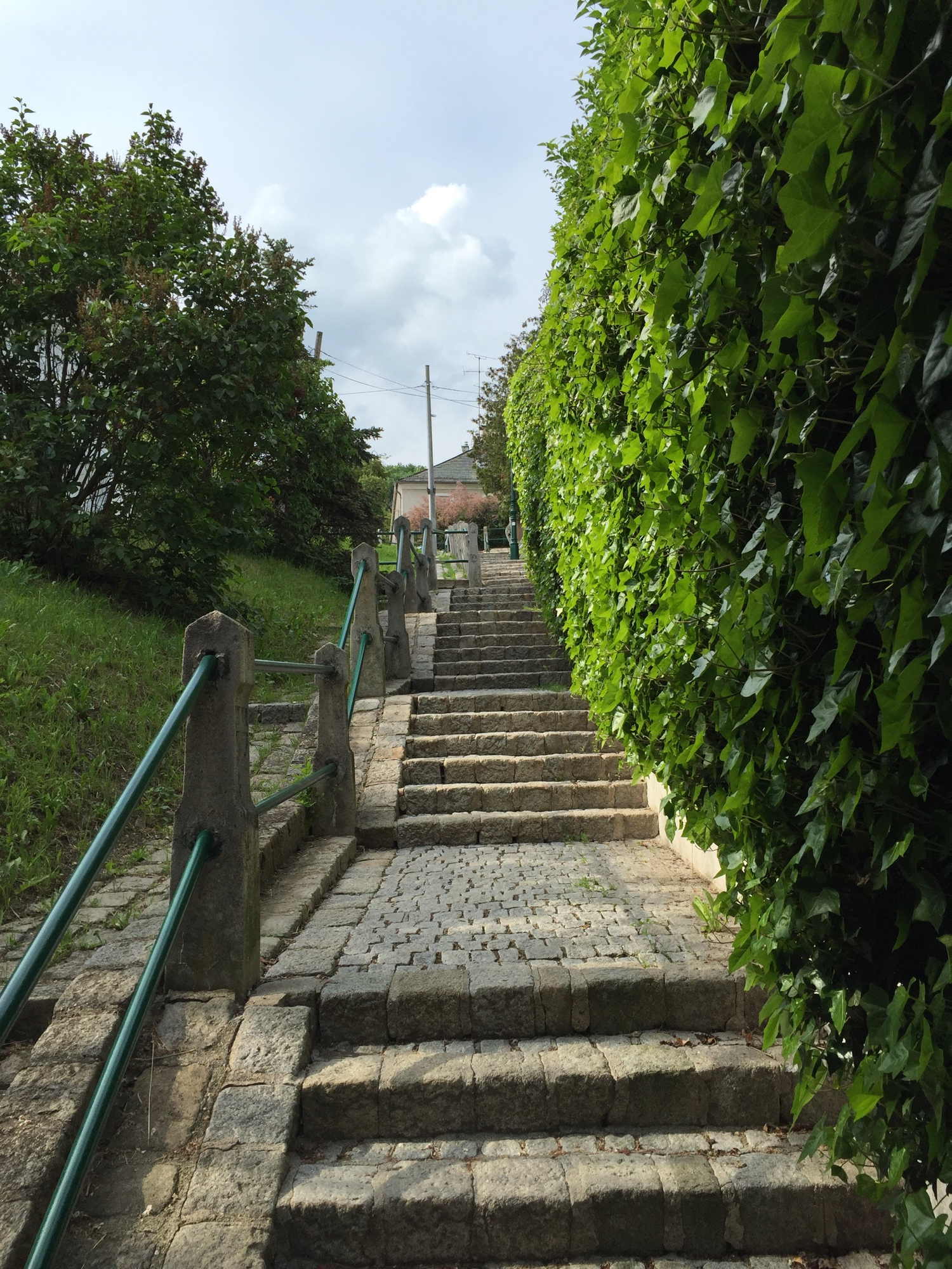 Stiegenaufgang mit sonnendurchfluteter Efeuhecke