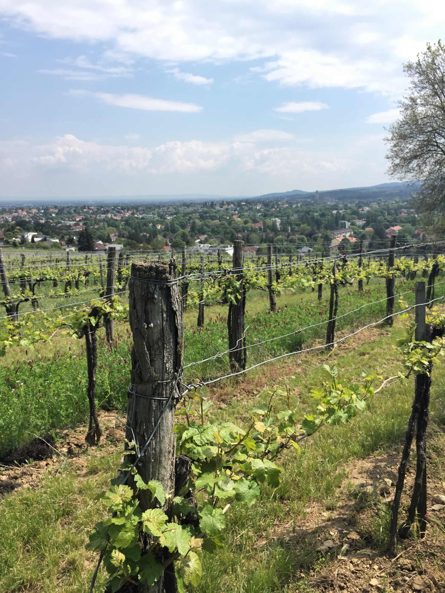 auch vom Maurer Berg aus kann man über Weingärten auf die Stadt schauen