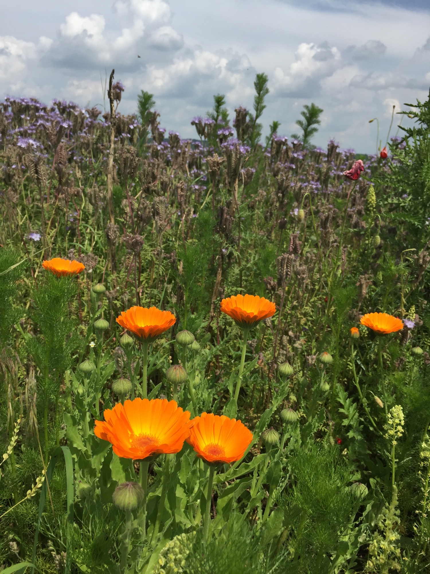 bunte Blumenwiese nahe dem Kunstfeld Hetzmannsdorf