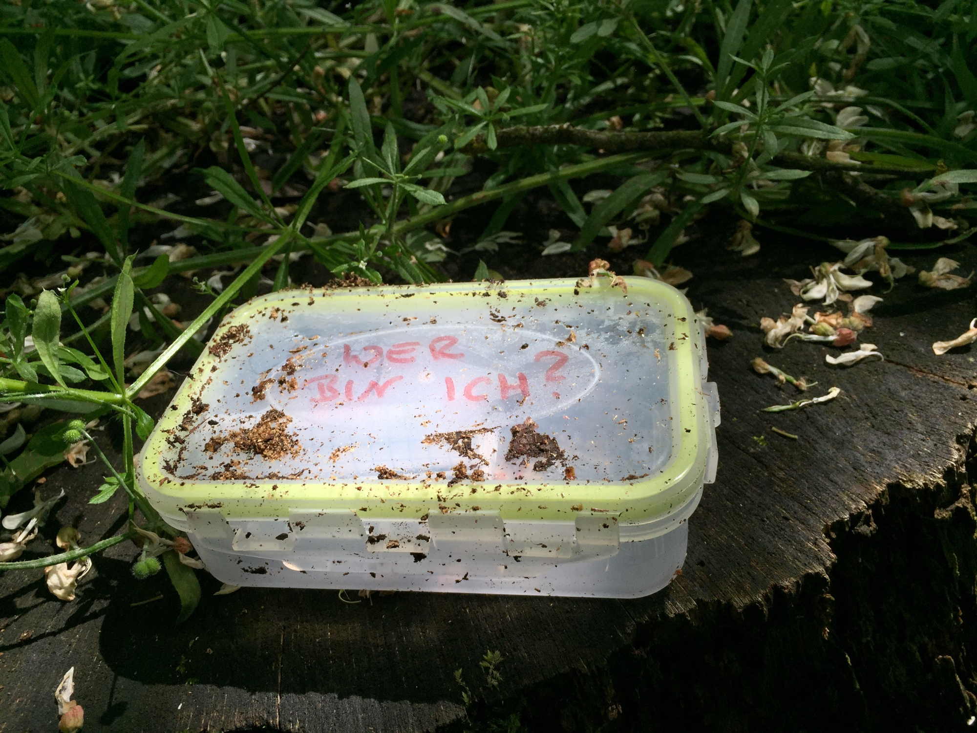 Cache-Dose Wer bin ich! im Sonnenlicht auf einem Baumstumpf