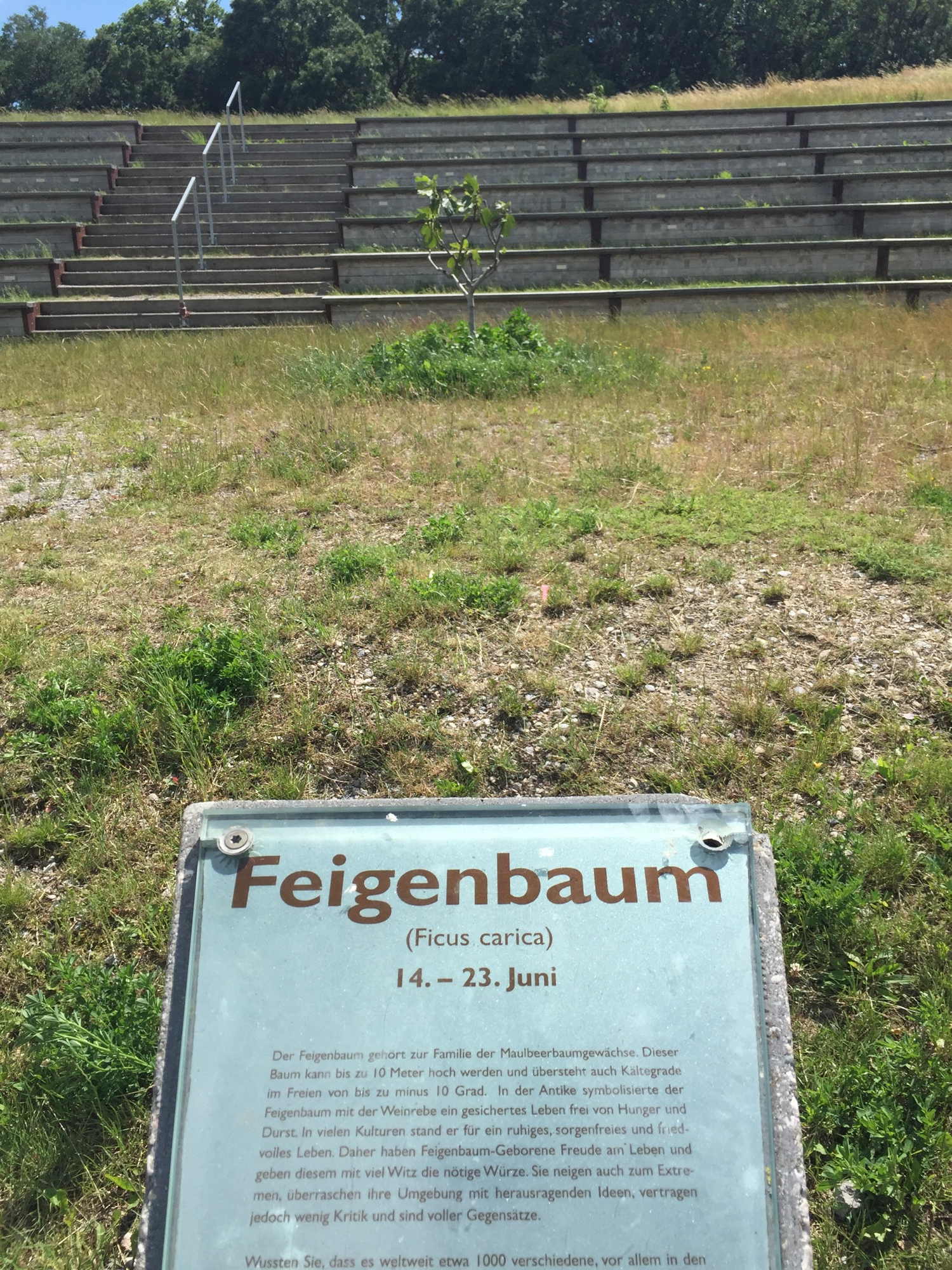 Feigenbaum im Lebensbaumkreis