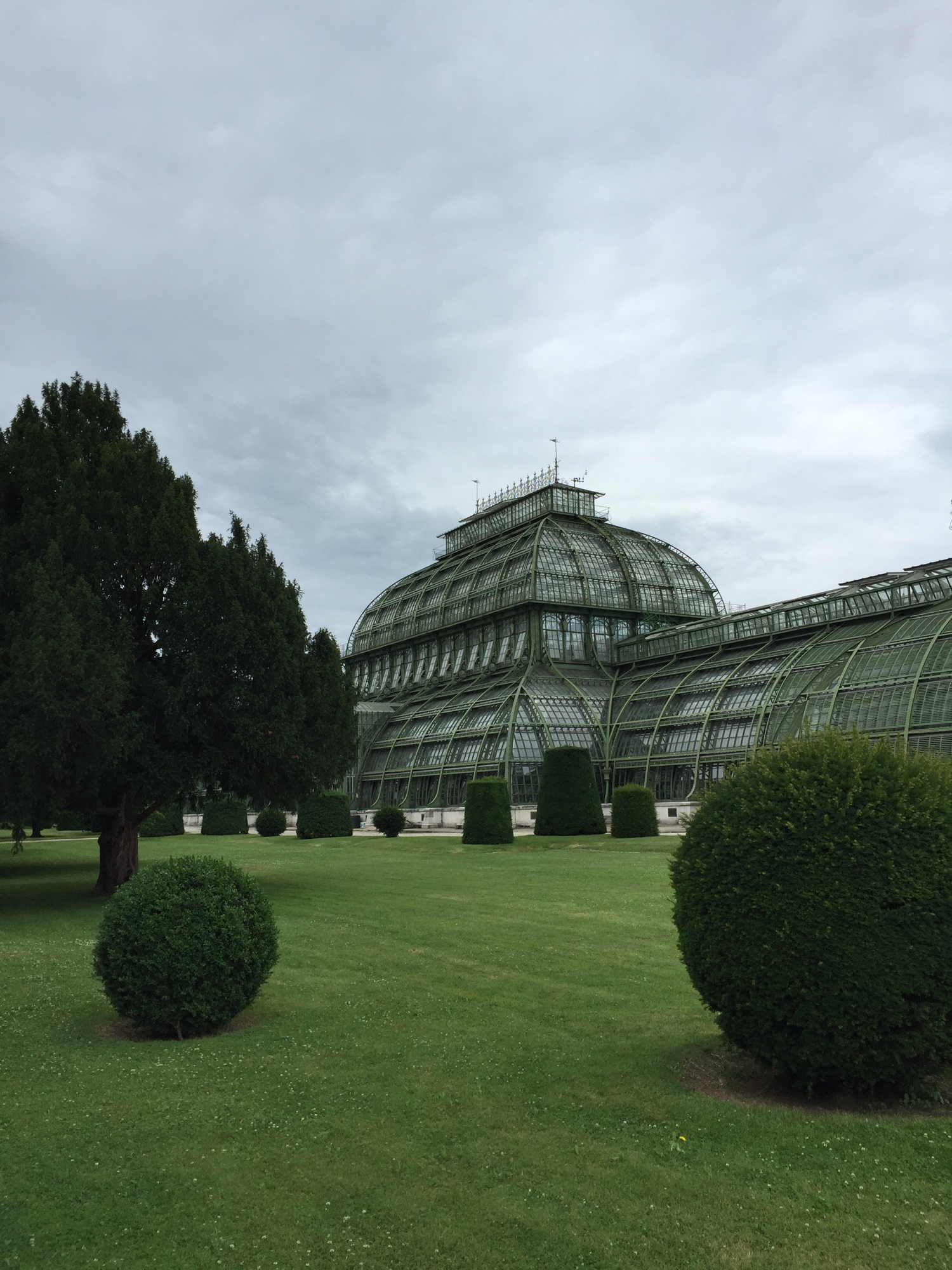 Palmenhaus im Schlossgarten Schönbrunn, im Vordergrund einige Büsche, die dringend einen Friseur benötigen