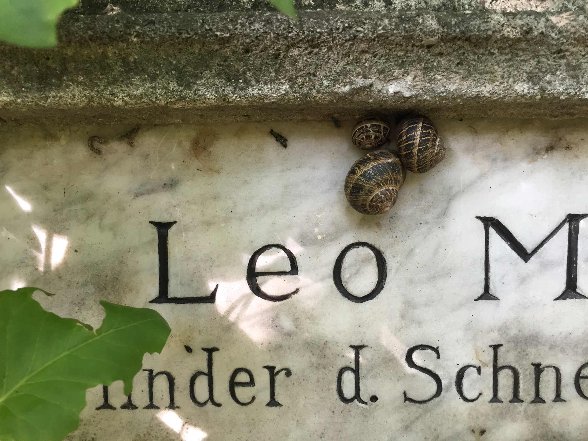 auf Leo Müllers Grabplatte hat es sich eine Schneckenfamilie gemütlich gemacht