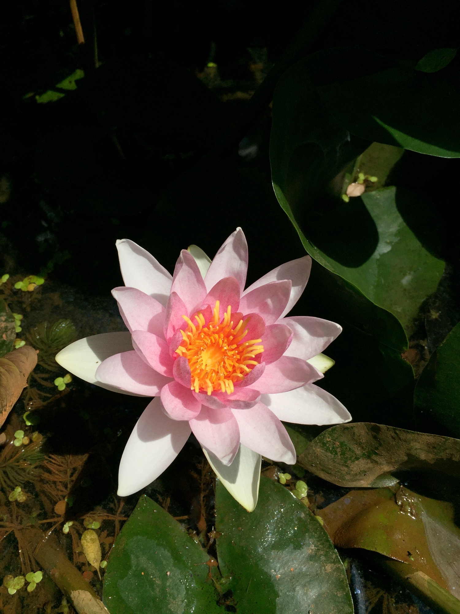 Seerose, leider ohne genauere Bestimmung