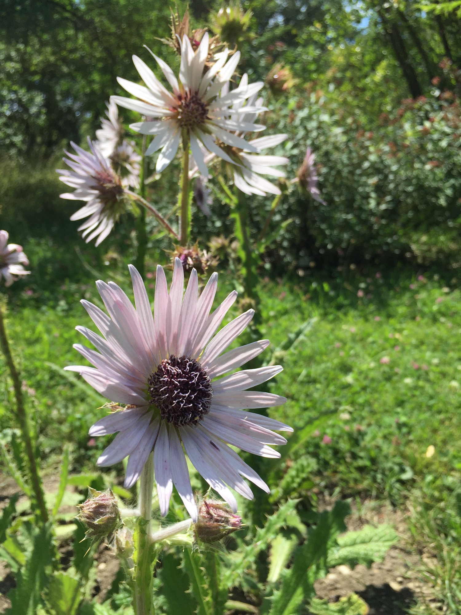 distelartige Blüte, auf dem handgeschriebenen Schild stand Berkheyer purpurea, leider findet sich dazu nichts im Internet