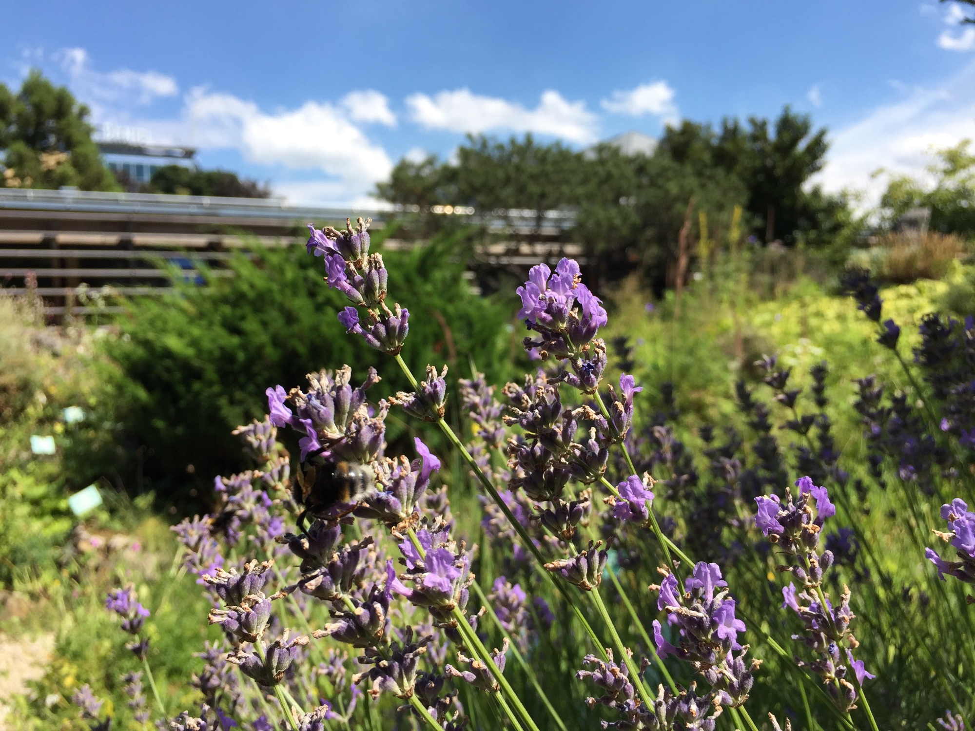 Lavendelstrauch, von Bienen und Hummeln umschwärmt