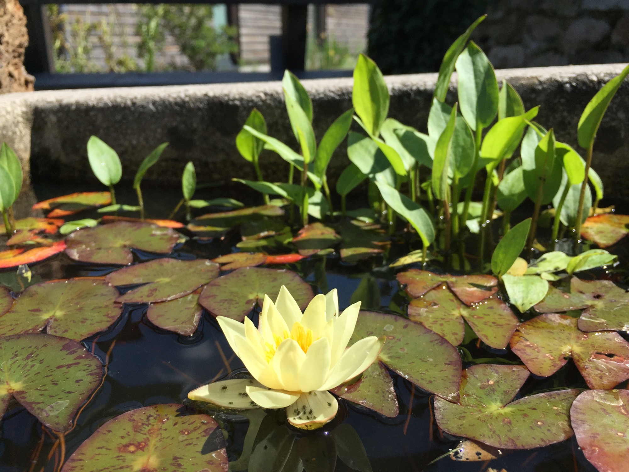 Seerose im Alpengarten, leider auch ohne genauere Bestimmung