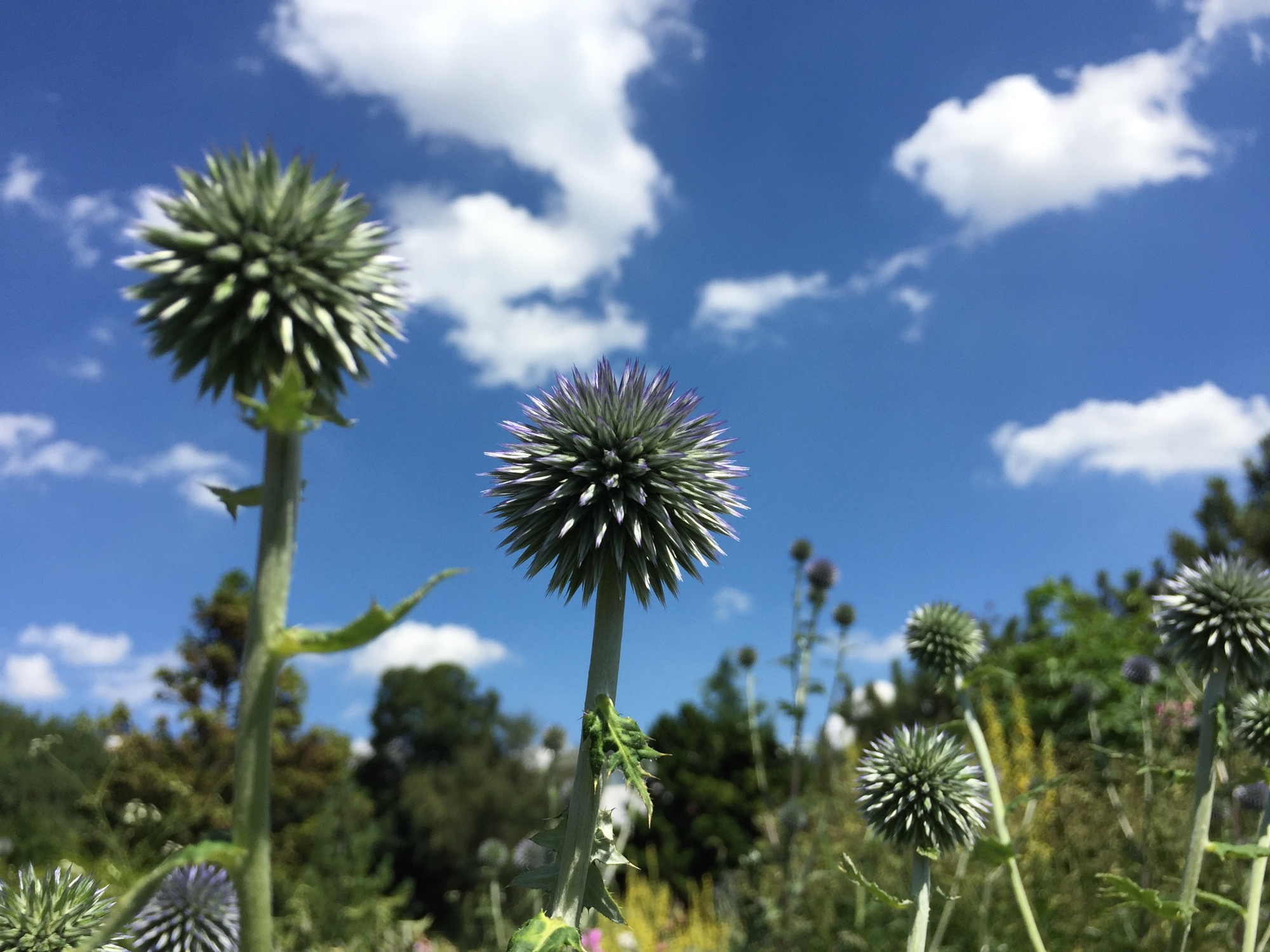 Distelblüte, mutmaßlich gemeine Distel, findet man sicherlich auch außerhalb des Alpengartens