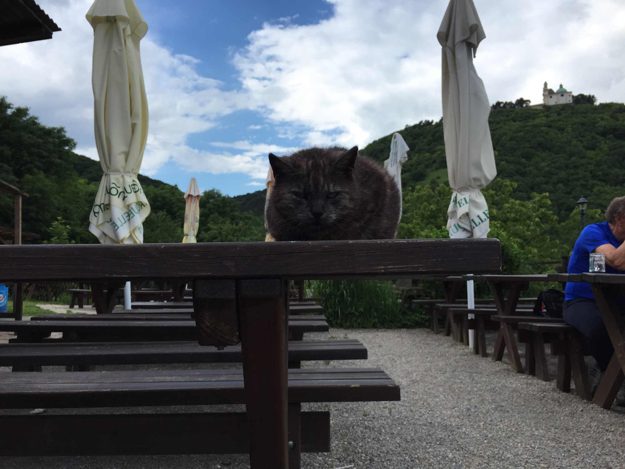 Katze in Lauerstellung beim Heurigen Hirt, im Hintergrund die Spitze des Leopoldsbergs mit der Leopoldsbergkirche
