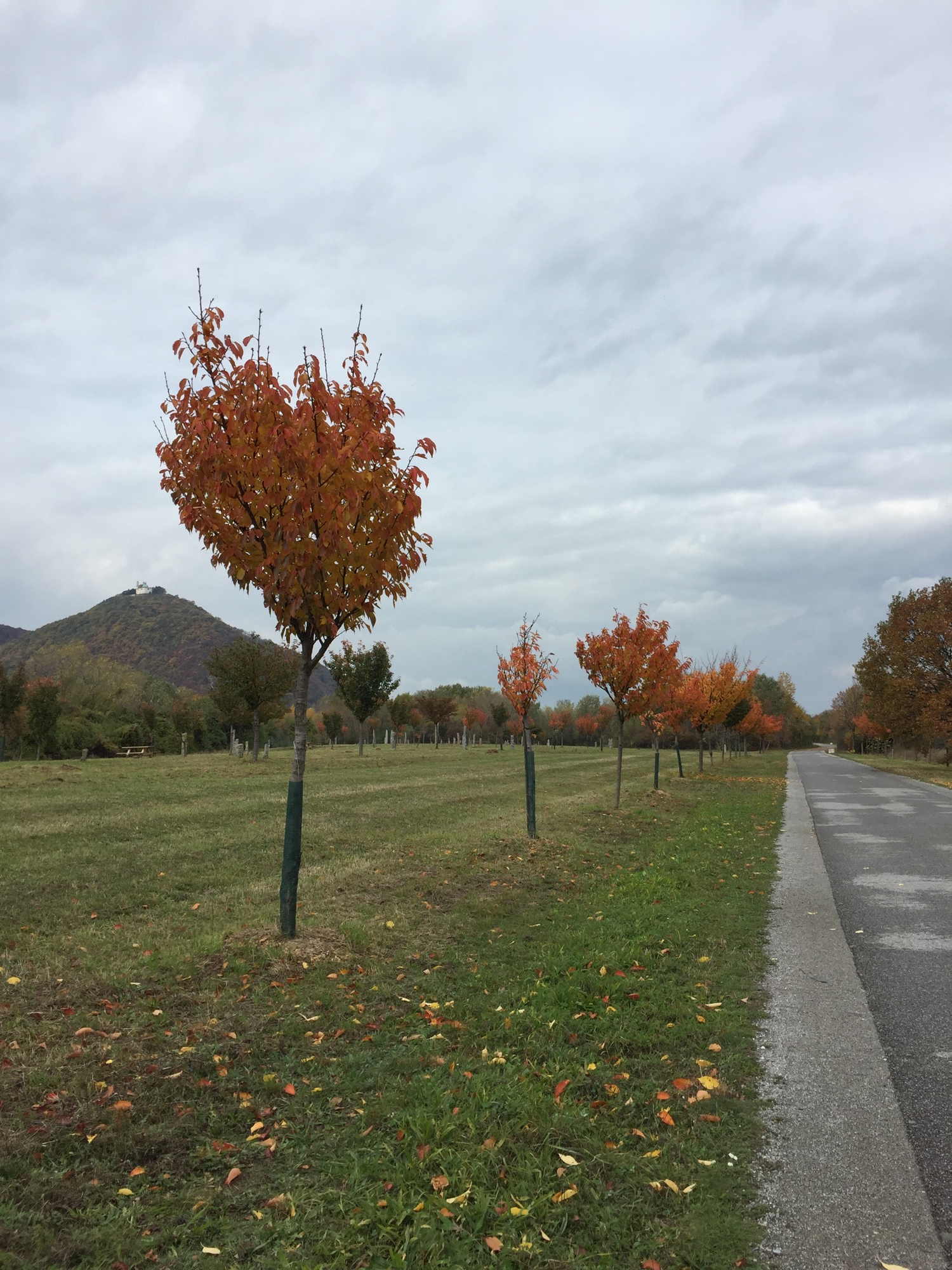 Blick auf den herbstlichen Kirschenhain