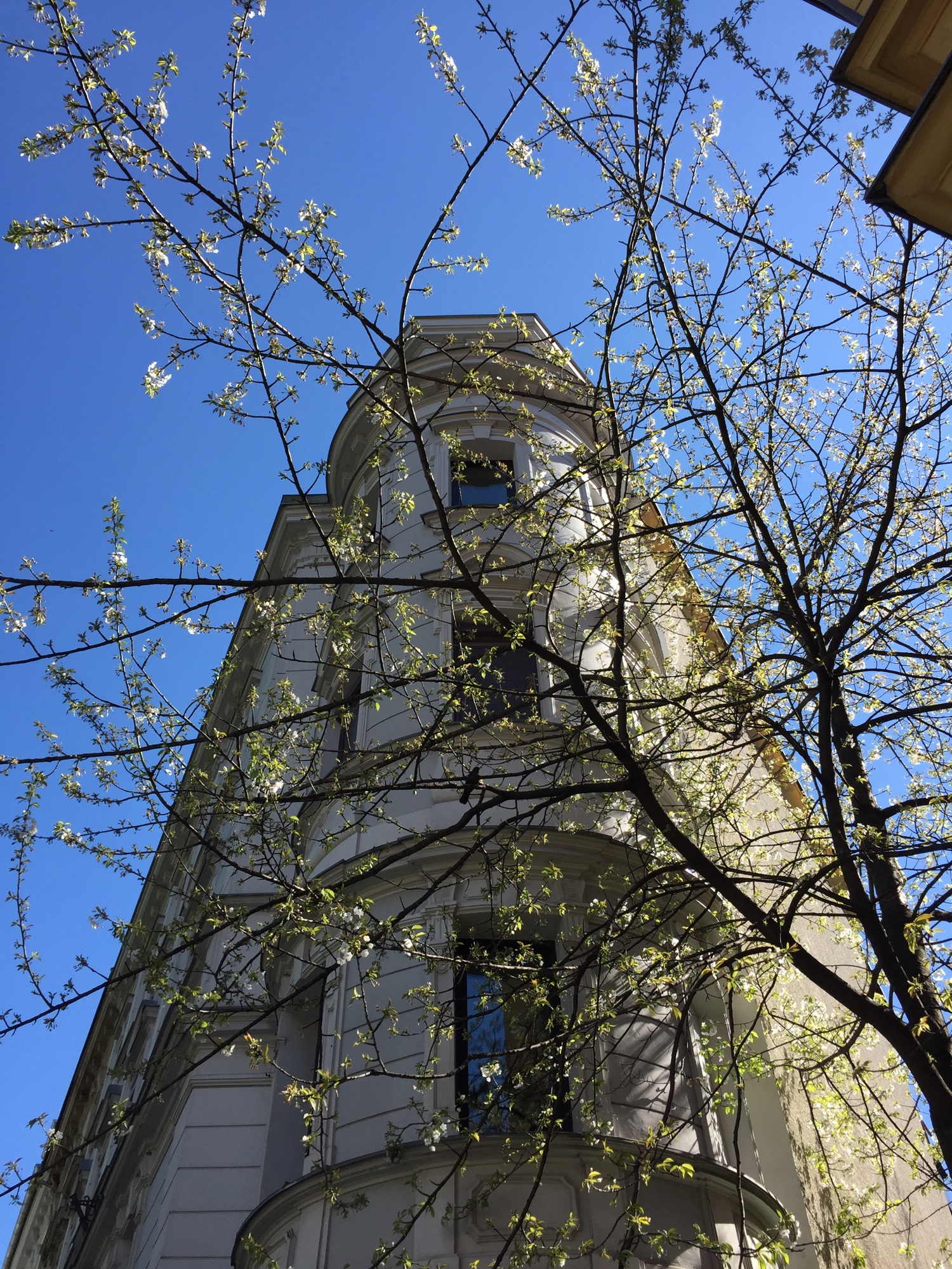 Erker eines Eckhauses hinter einem frühlingsblühenden Baum
