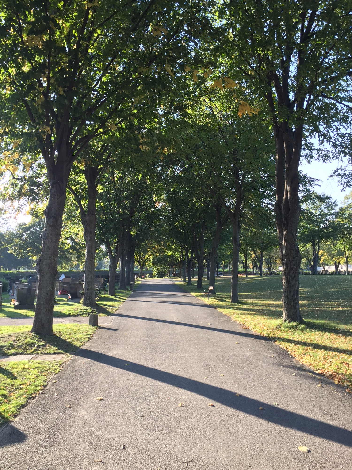 weitläufige Allee im neueren Teil des Südwestfriedhofs