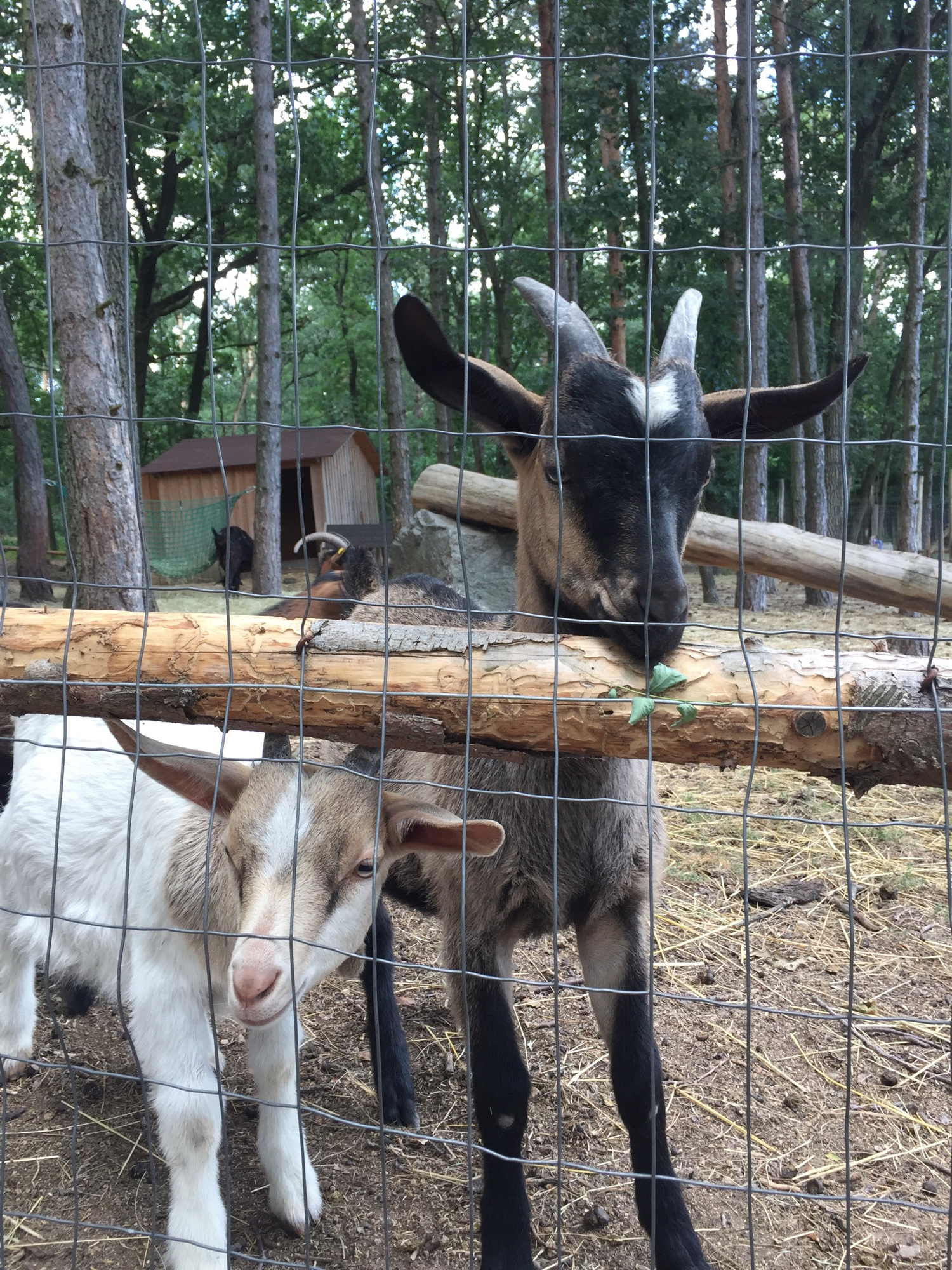 neugierige Ziegen in der Hoffnung auf Futter