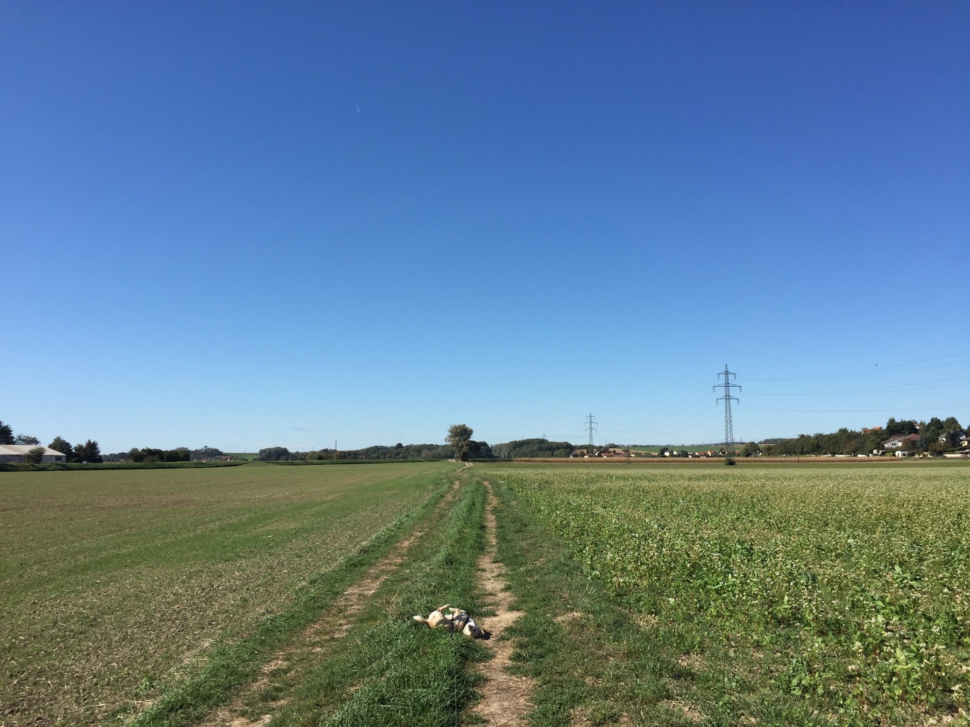 weiter Blick über großteils abgeerntete Felder, im Vordergrund wälzt sich der Hund im Mittelstreifen des Feldwegs auf dem Boden