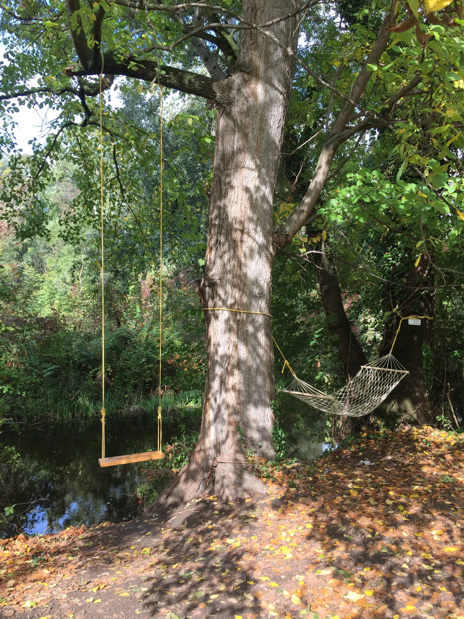 Schaukel und Hängematte an einem Baum neben einem Bach