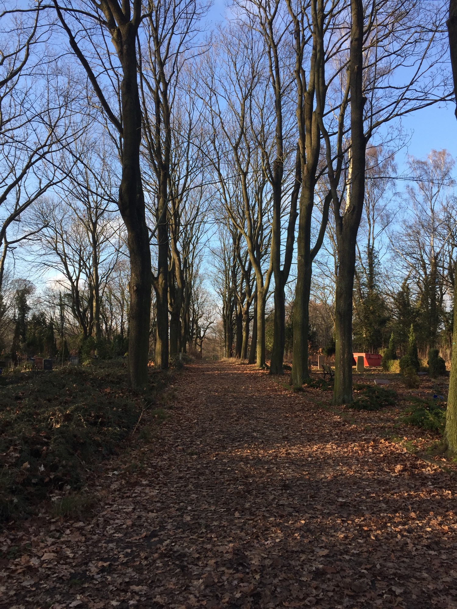 Allee am Zentralfriedhof Friedrichsfelde in der Wintersonne