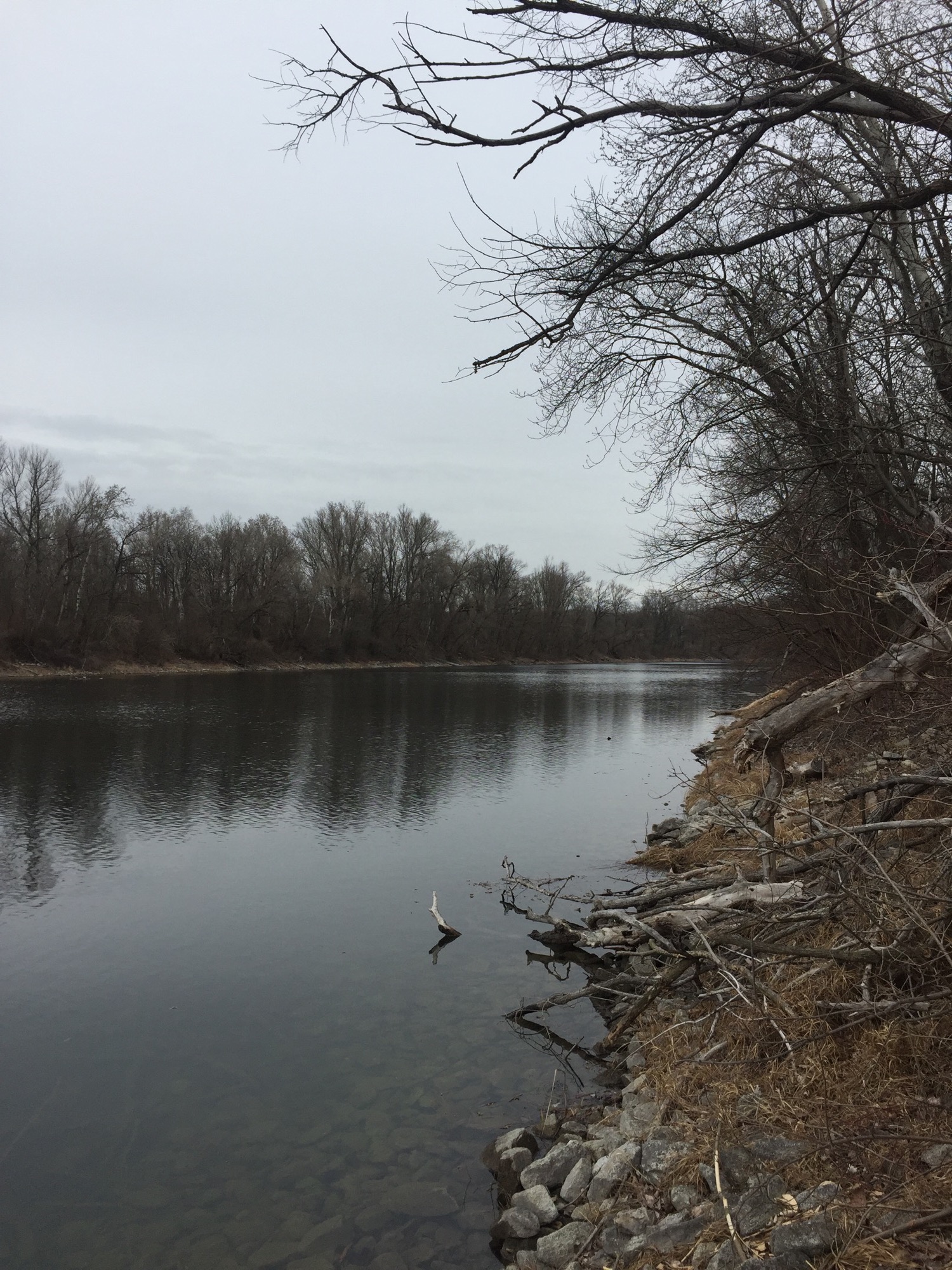 Donau-Oder-Kanal in der Lobau, flaches Ufer mit winterlich blattleeren Bäumen, trüber, bewölkter Himmel