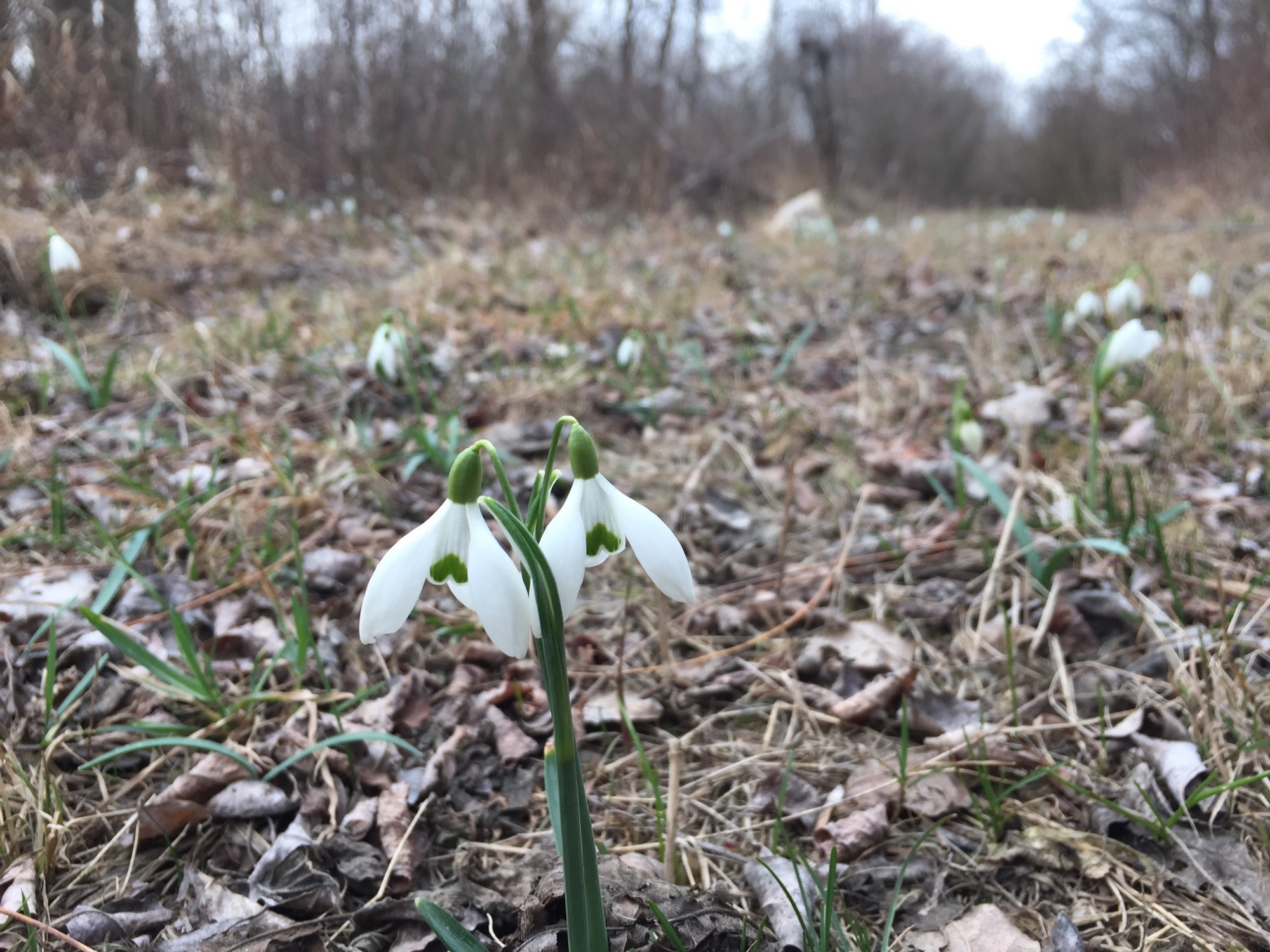 nebeneinander zwei Schneeglöckchenköpfe mit grünen Spitzen