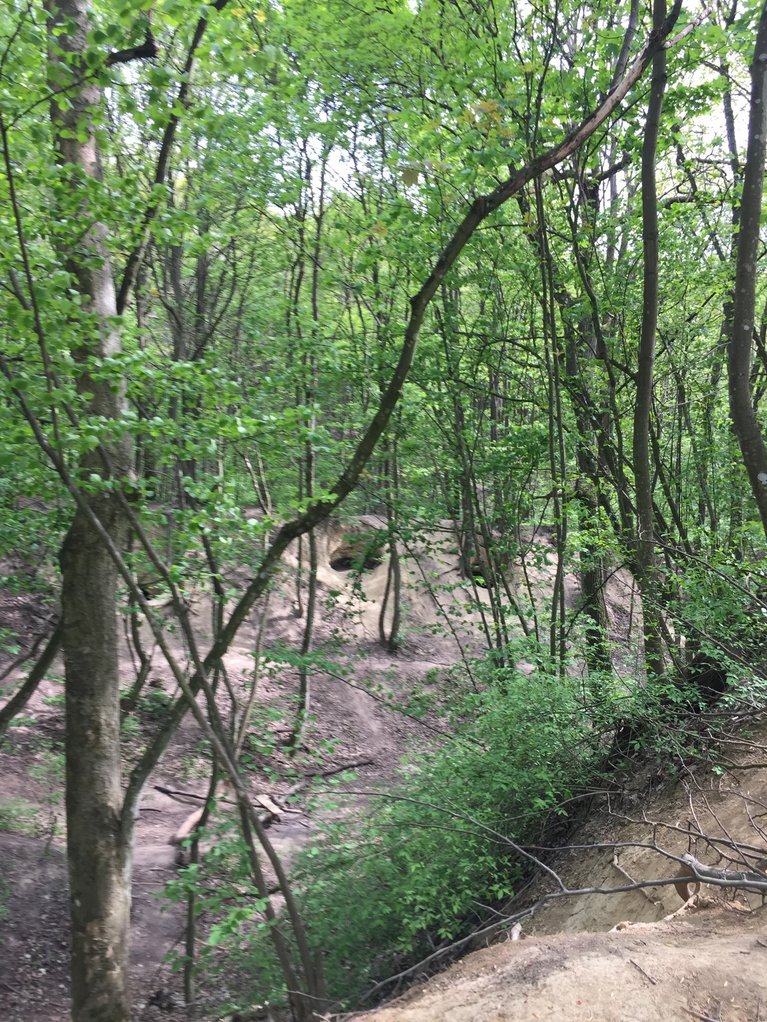 Überblick über die Schwedenhöhlen, Vegetation verdeckt teilweise den Blick auf die Höhleneingänge