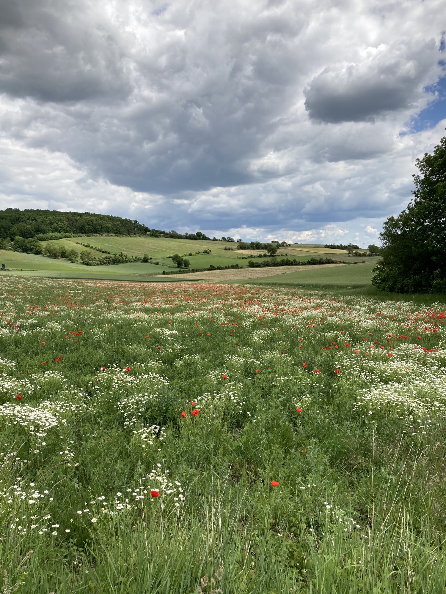 Wiese mit Margeriten und Mohnblumen