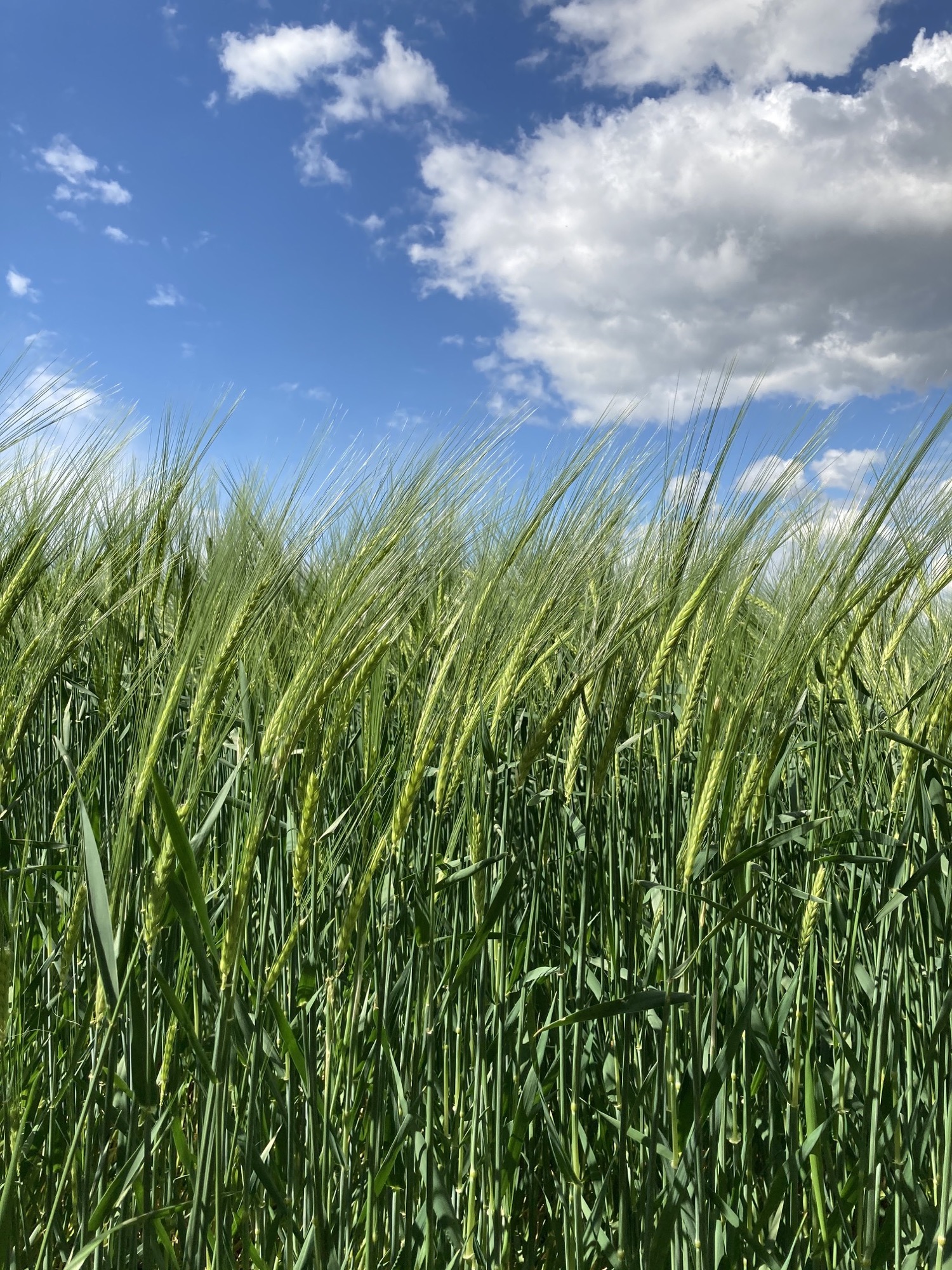 Nahaufnahme von Getreideähren, die sich im Wind nach rechts biegen