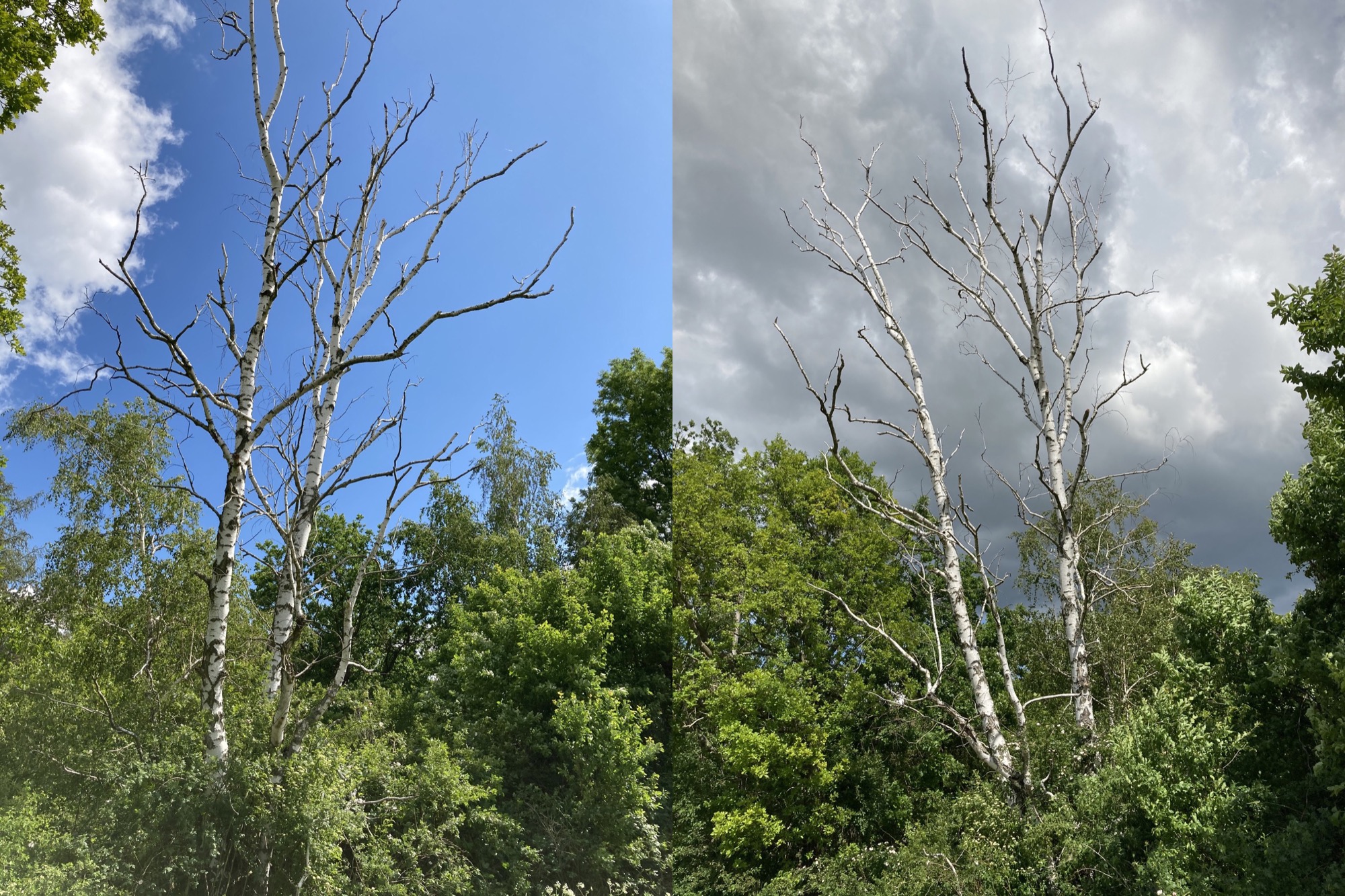 Doppelbild einer kahlen Birke, links mit blauem Himmel, rechts mit bedrohlichen Wolken