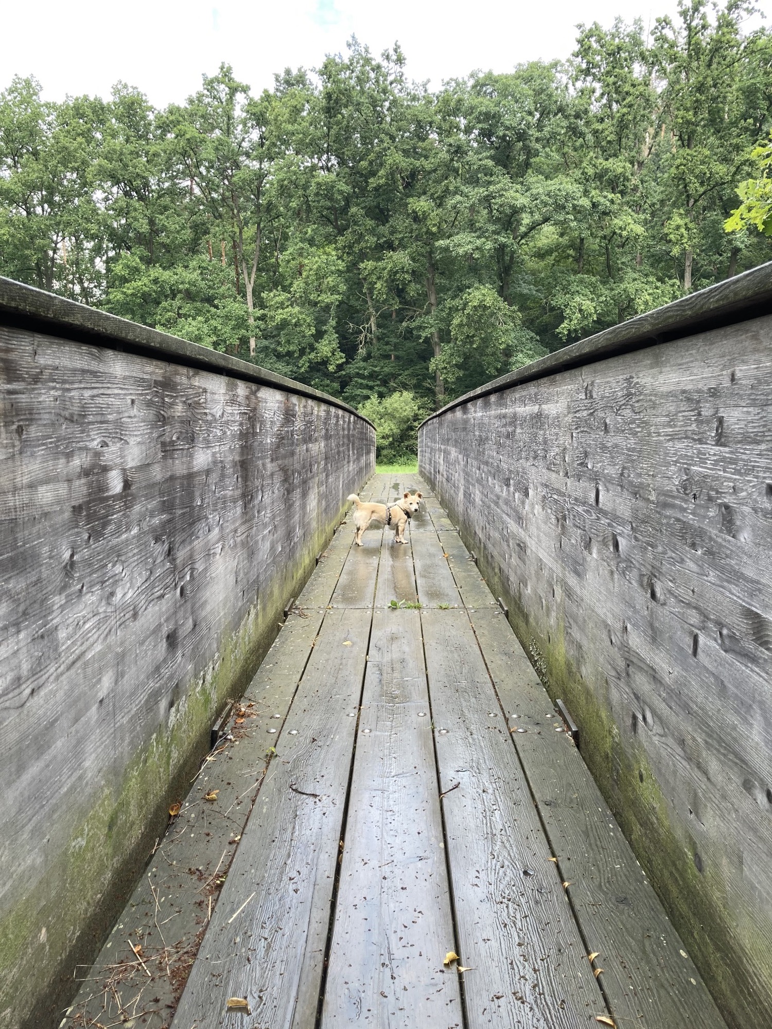 Hund Melly auf einer schmalen Fußgängerbrücke über die mährische Thaya