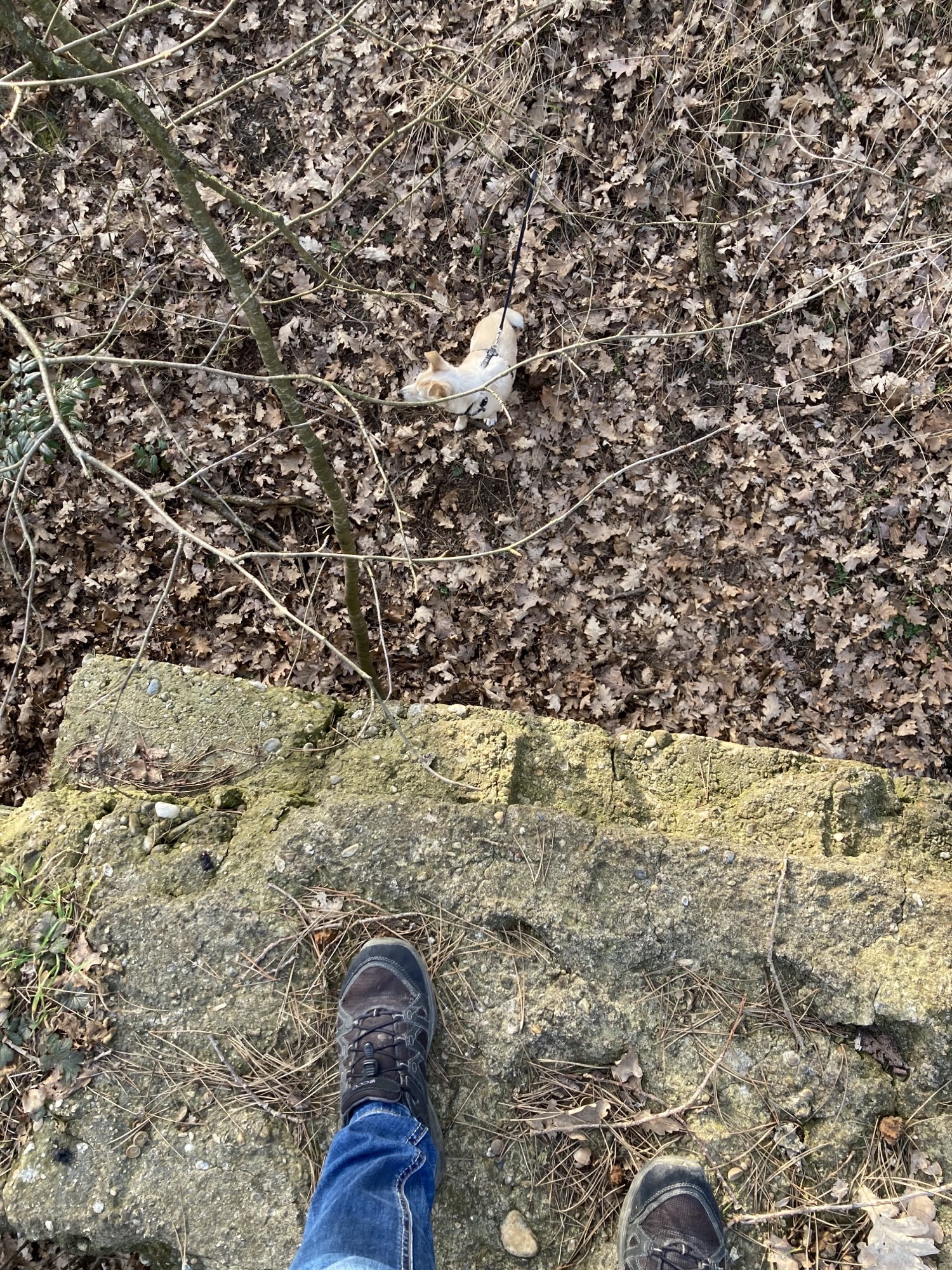 Blick nach unten von der Mauer, unten im Bild Mauer und Schuhe, oben im Bild (aber eigentlich weiter unten, weil am Boden der Mauer) Hund Melly