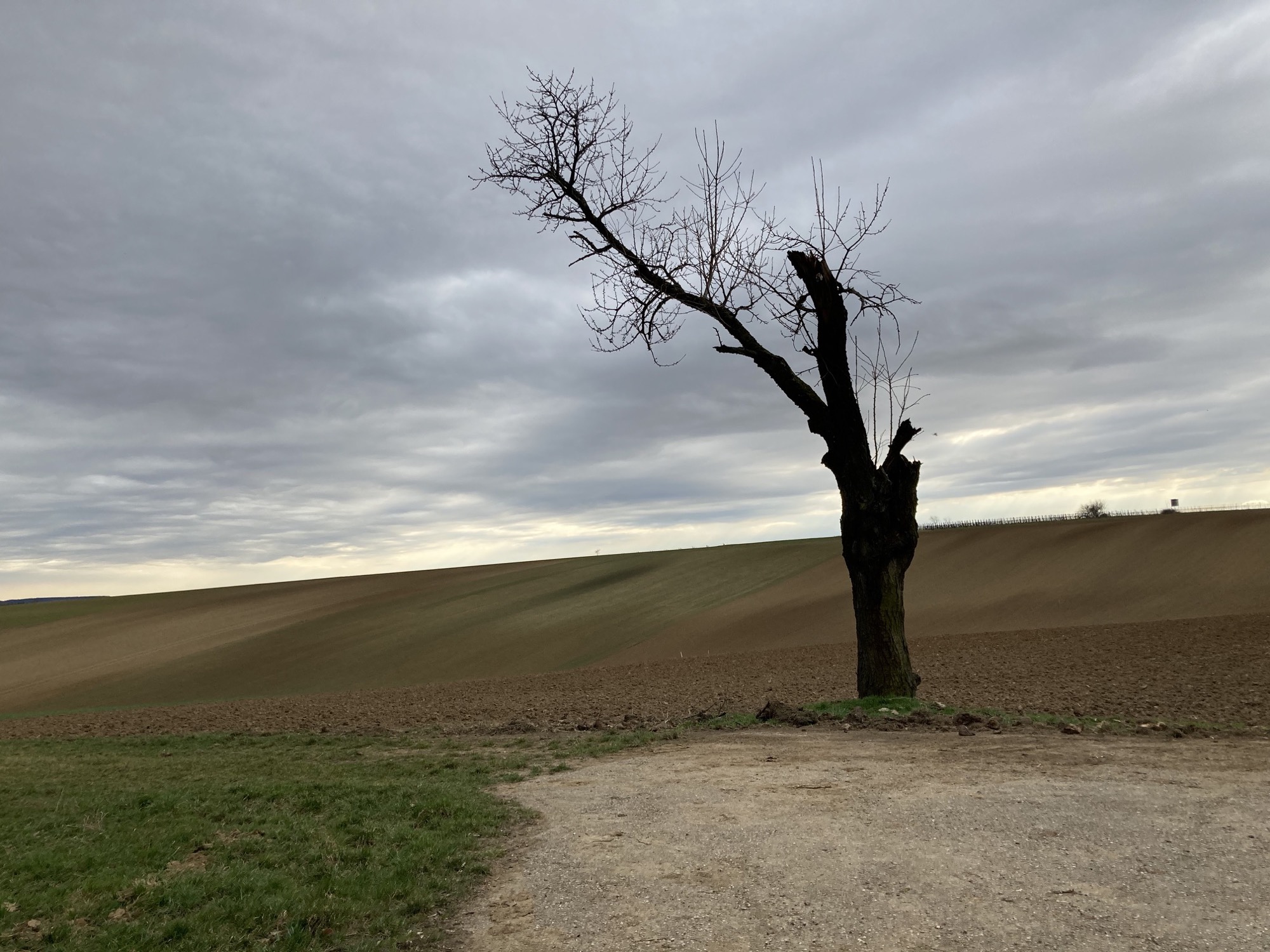 toter Baum vor dramatischem Wolkenhimmel