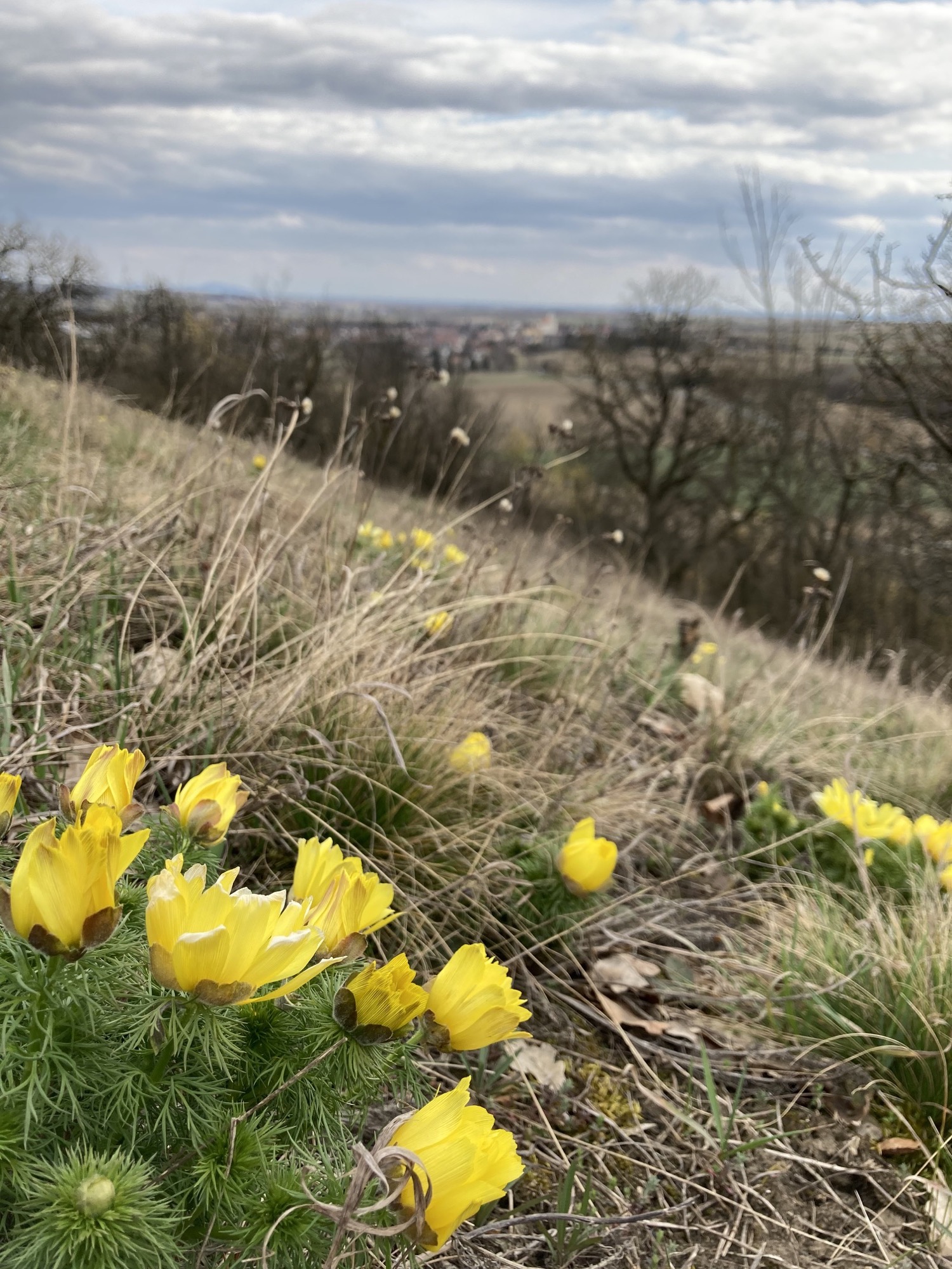 gelbe Adonisröschen im Vordergrund, im Hintergrund Ausblick auf Gross Schweinbarth