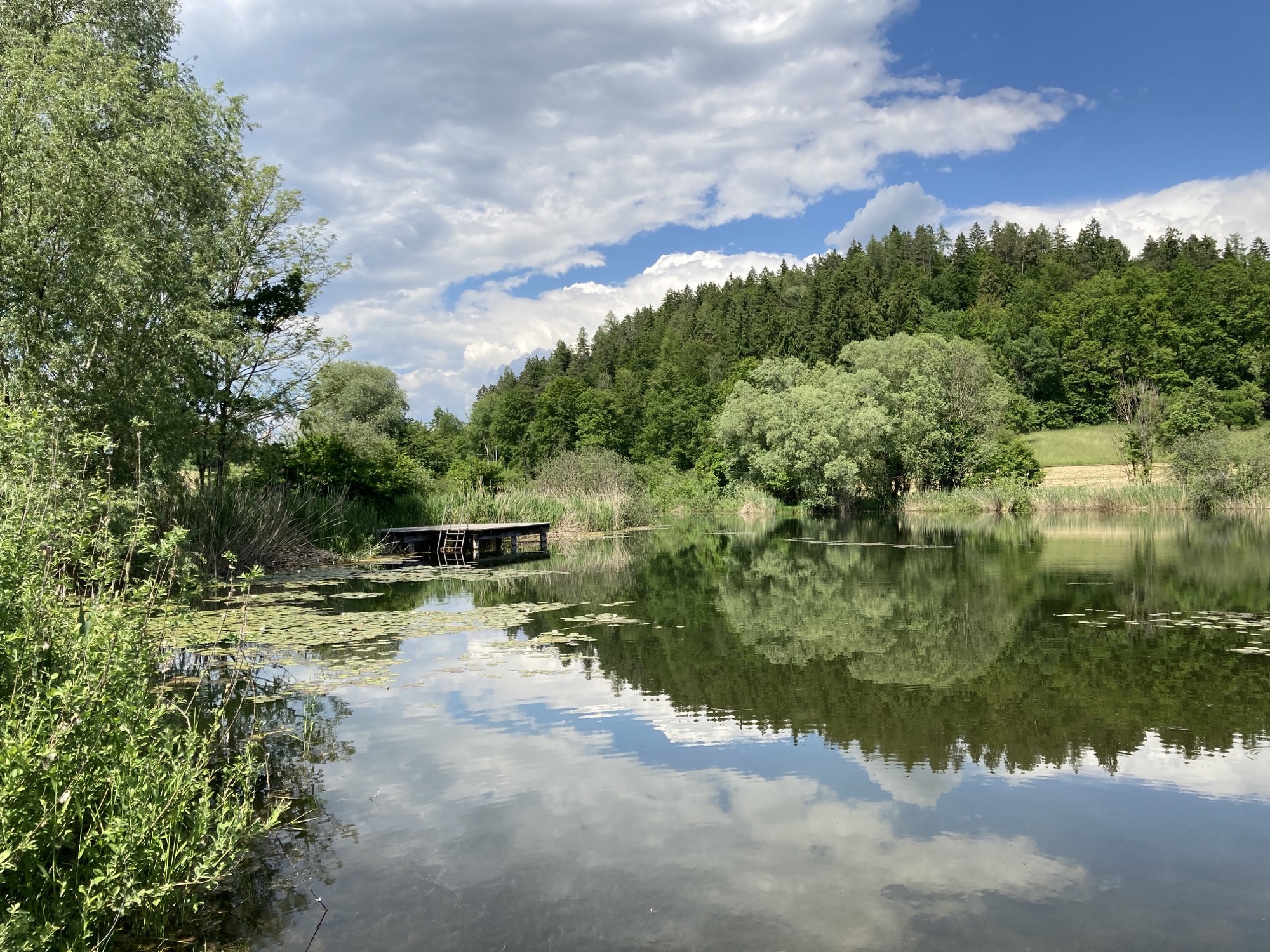 Teich in Tanzenberg, auf der Wasseroberfläche Seerosen, der leicht bewölkte blaue Himmel spiegelt sich im Teich, mittig im Mittelgrund ein Steg mit Stiegen ins Wasser