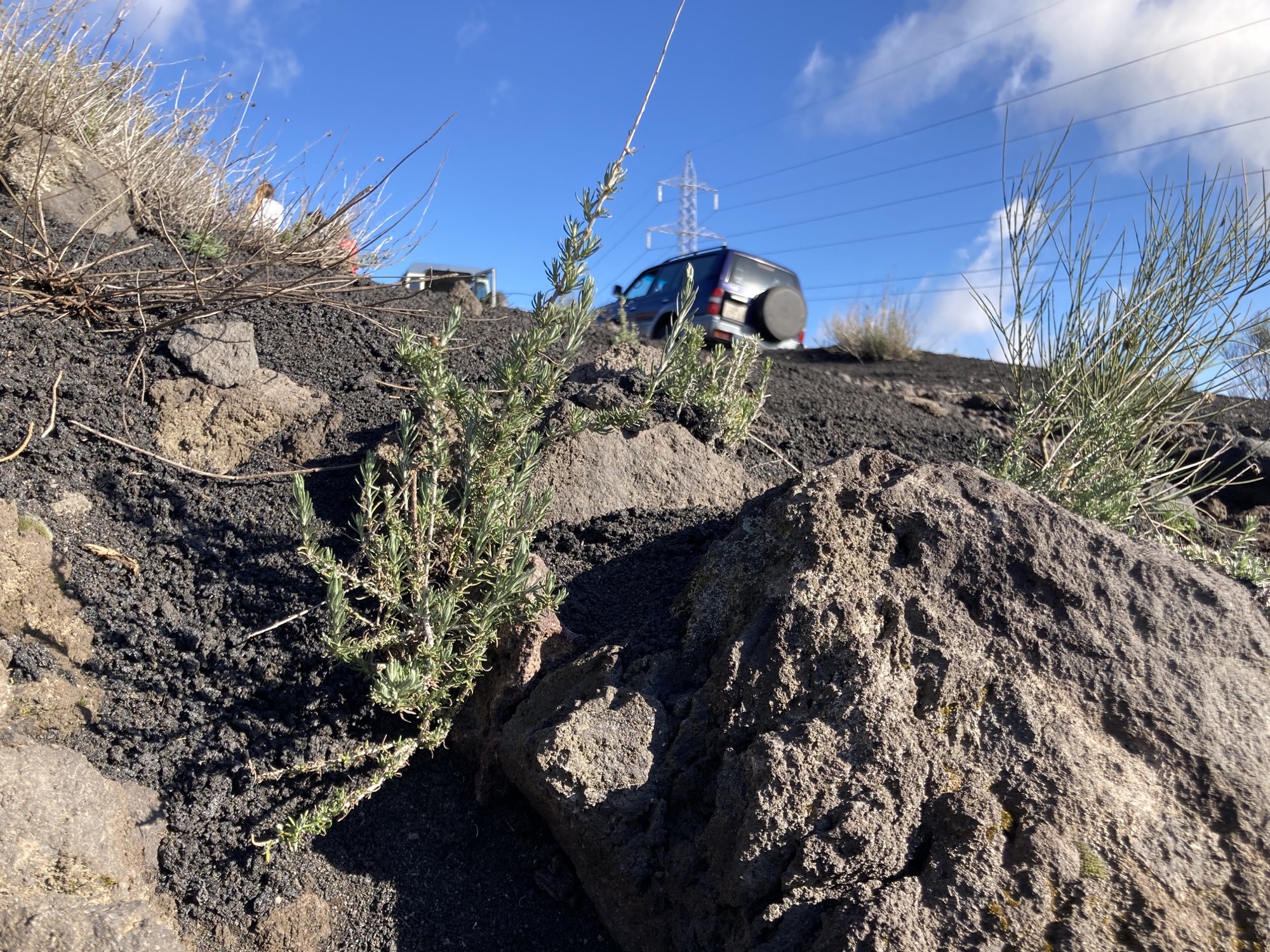 wilder Thymian wächst auf etwa 1000 Metern Seehöhe am Ätna auf Vulkangestein, im Hintergrund ein Jeep, ein Strommast und blauer Himmel