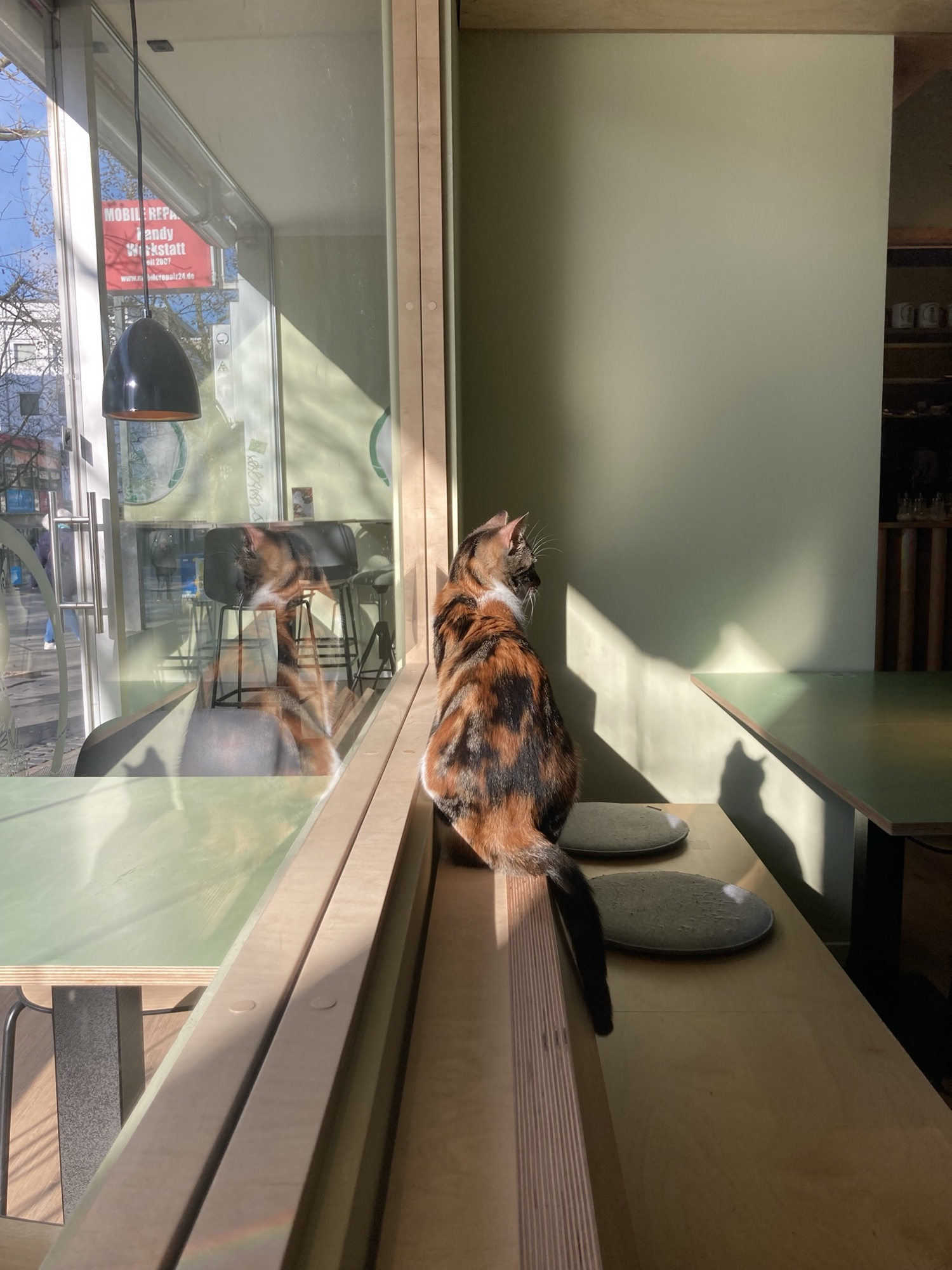 von links scheint die Sonne durch ein großes Glasfenster in ein Café, auf dem Fenstersims sitzt eine rot-weiß-schwarz-gefleckte Katze, die der Kamera den Rücken zudreht und ins Innere des Cafés schaut