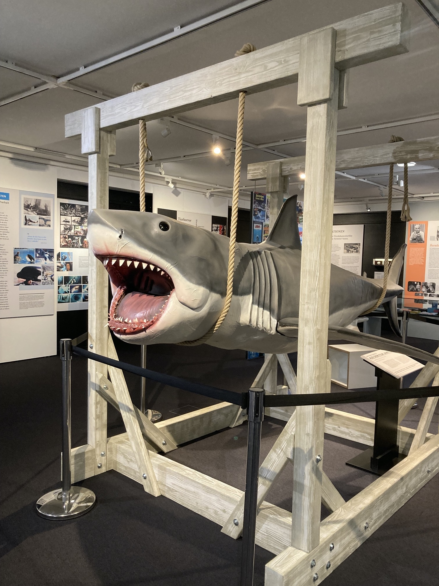 Bruce, der weiße Hai, mittels Seilen aufgehängt an einer Holzkonstruktion, das weit geöffnete Maul mit einer Reihe spitzer Zähne befindet sich ungefähr in der Kopfhöhe einer danebenstehenden Person