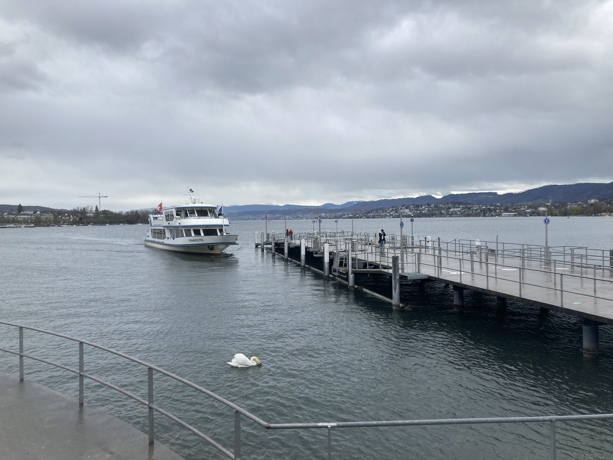 Anfahrt eines Fährschiffs auf dem Zürichsee zum Anlegesteg, neben dem Steg taucht ein Schwan ungestört nach Futter