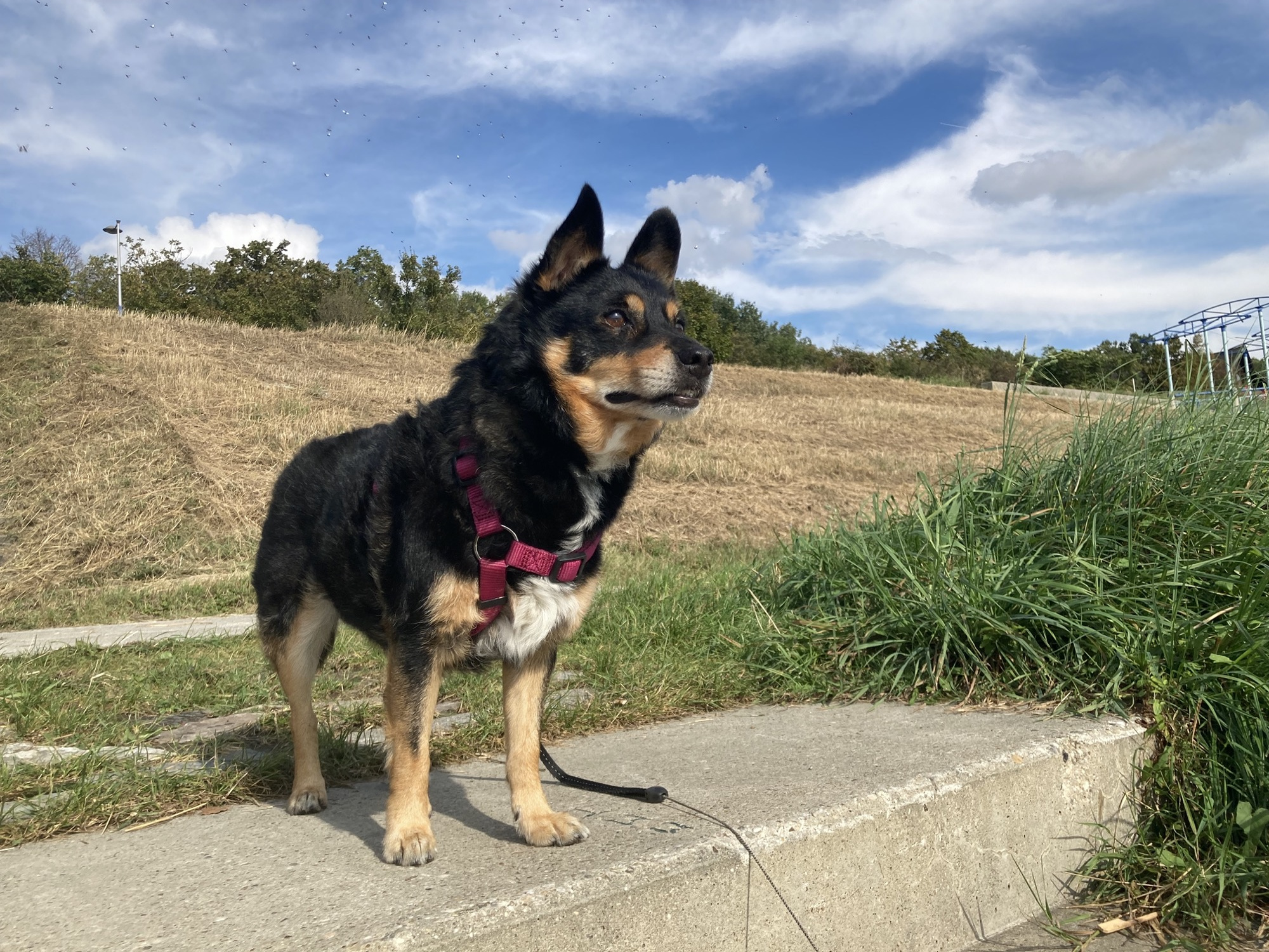 auf der obersten Treppenstufe steht ein schwarzer Hund mit aufgerichteten Ohren, der aufmerksam in die Ferne schaut, im Hintergrund eine gelbe Wiese und Sträucher