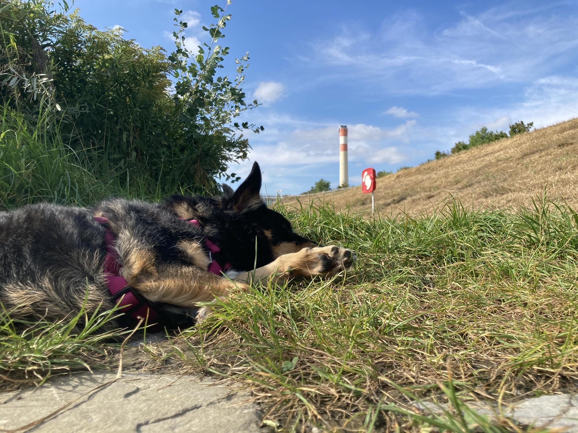 das Bild ist bodennah aufgenommen, zu sehen ist ein schwarz-brauner Hund, der auf der Seite in der Wiese liegt und schläft, dahinter ist ein Ständer mit einem Rettungsring und weiter hinten der Schlot einer Fabrik zu sehen