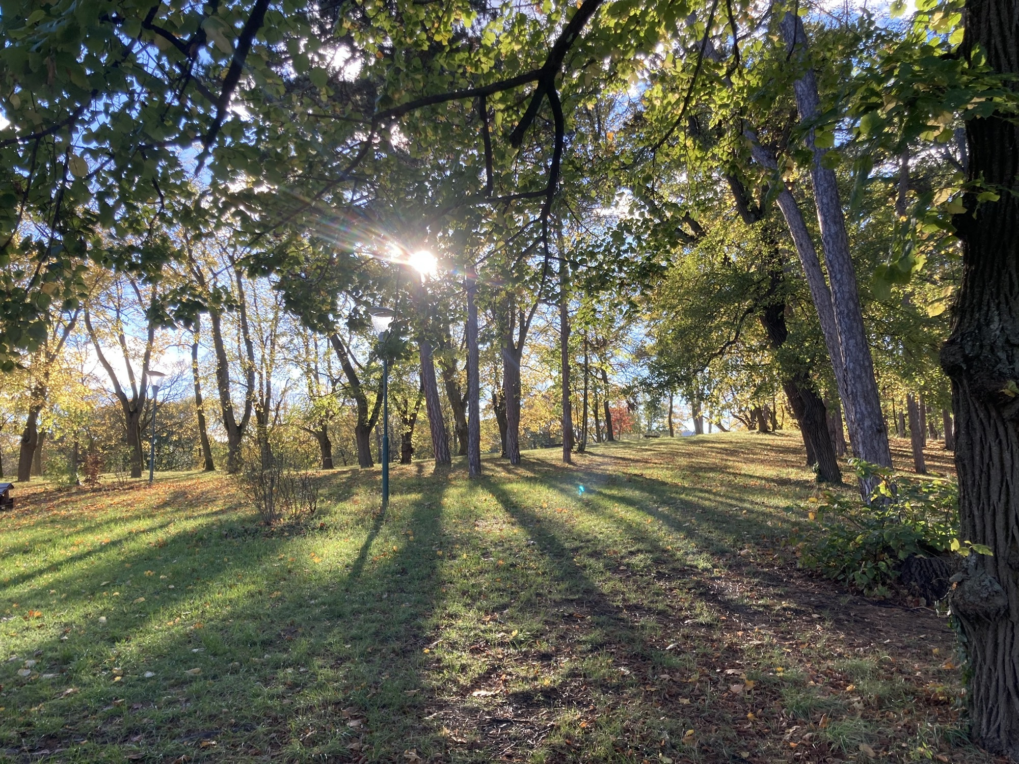 strahlendes Herbstlicht leuchtet durch Bäume, die noch von grünen Blättern bewachsen sind