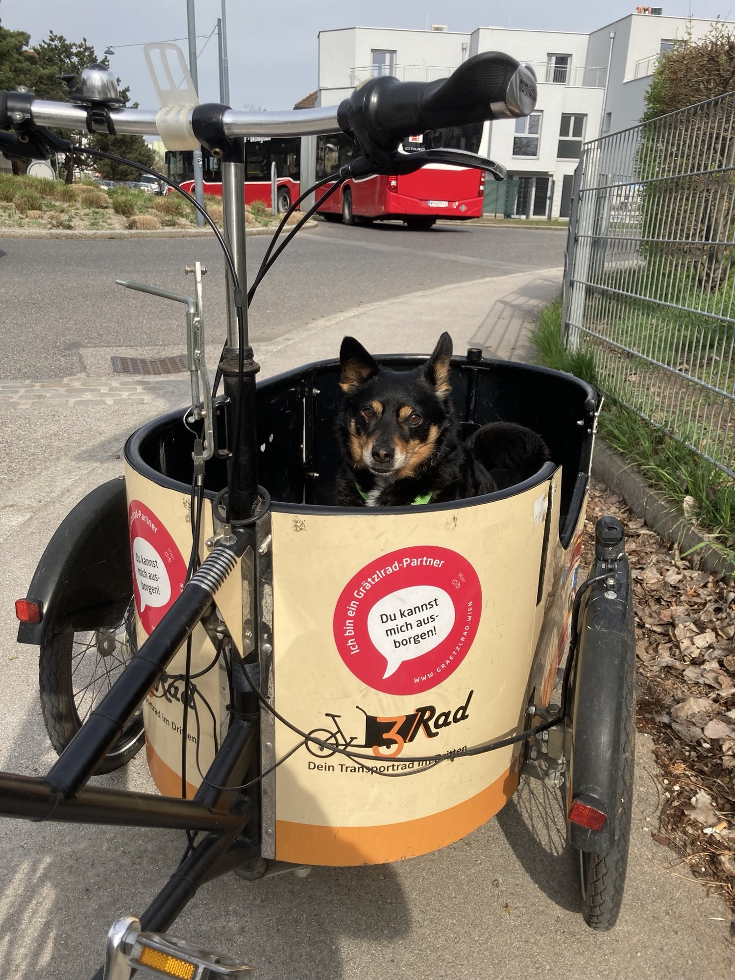 schwarzer Hund sitzt im großen Korb eines Lastenrads und schaut interessiert Richtung Kamera