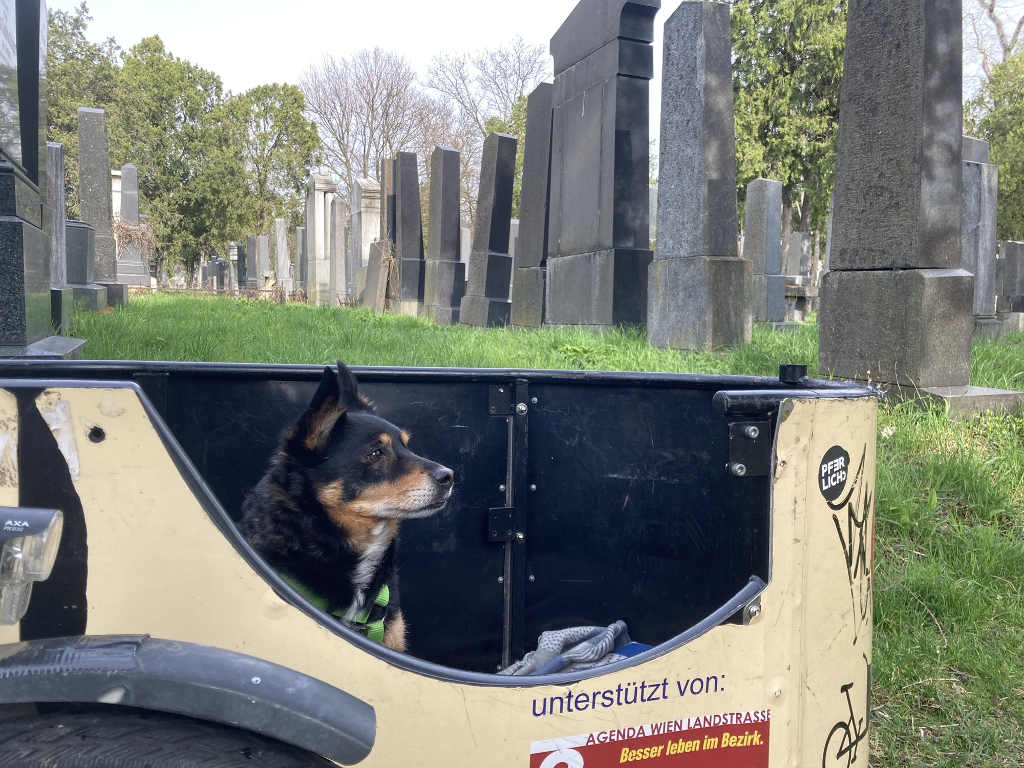 Korb eines Lastenrads seitlich gesehen, hinter der niedrigeren Einstiegsöffnung sitzt der Hund und schaut aufmerksam rechts aus dem Bild, im Hintergrund Reihen schiefer Grabsteine im alten jüdischen Teil des Zentralsfriedhofs