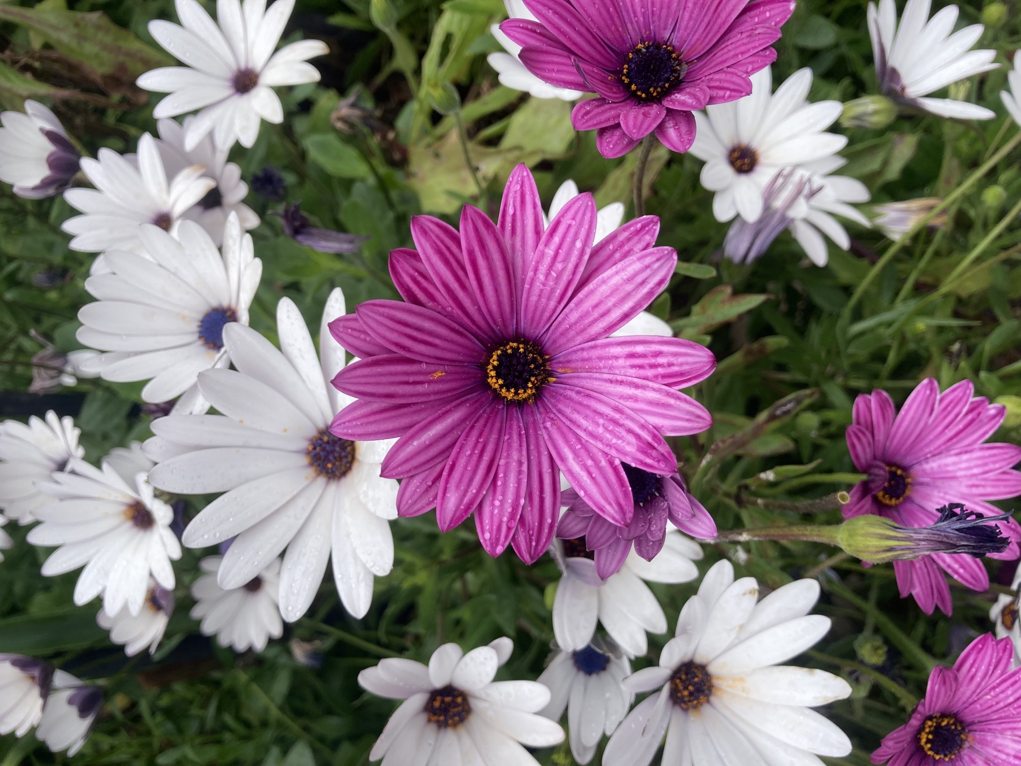Nahaufnahme einer violetten Blüte (vermutlich Regenzeigendes Kapörbchen) vor ähnlich aussehenden weißen Blüten, die einzelnen Blütenblätter sind länglich und in verschiedenen Violetttönen gestreift, in der Mitte sind gelbe Pollen zu sehen, auf den Blütenblättern kleine Wassertropfen