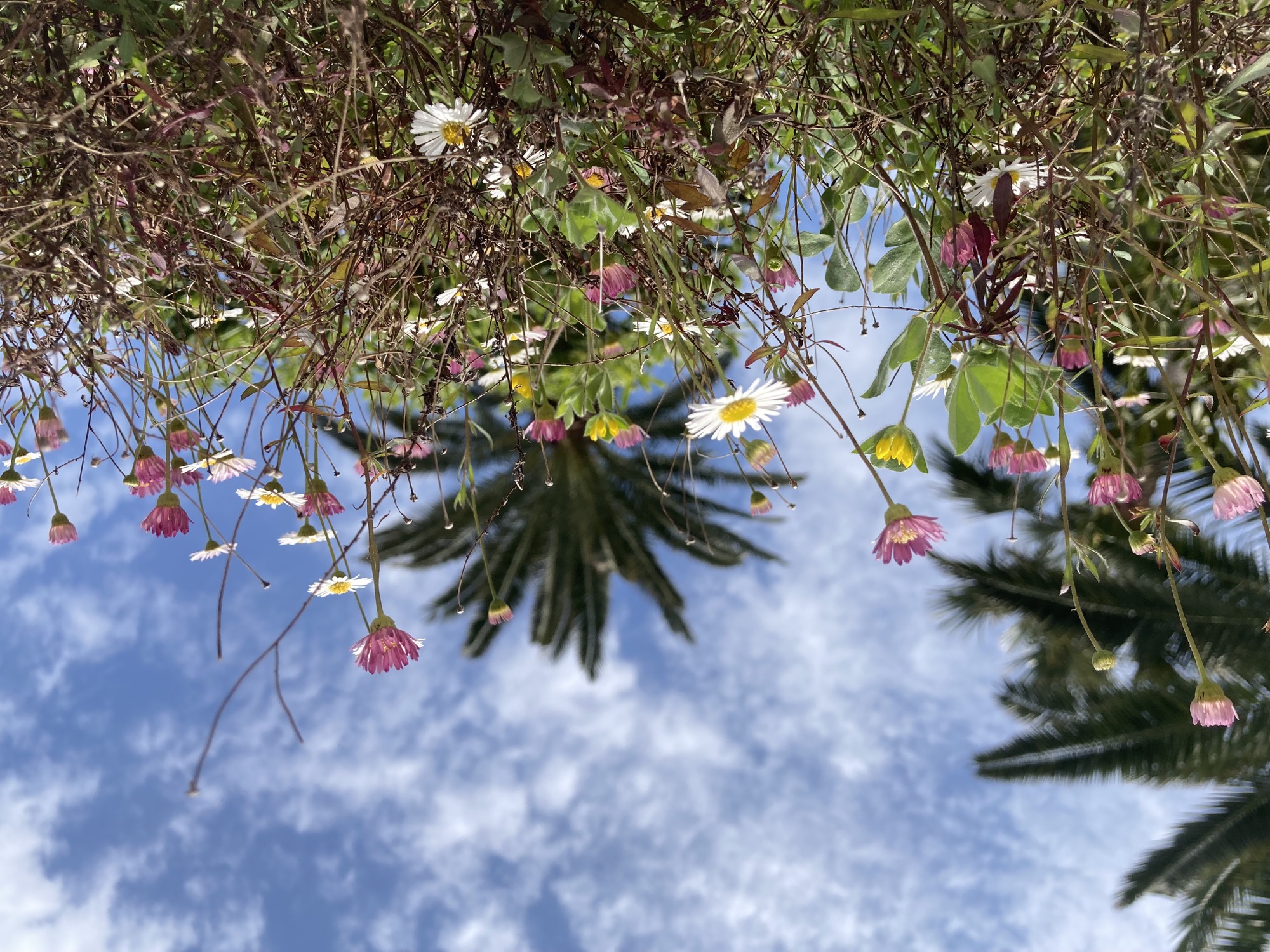 Wildblumen in weiß, gelb und rosa vor einem Hintergrund aus Palmen und Himmel