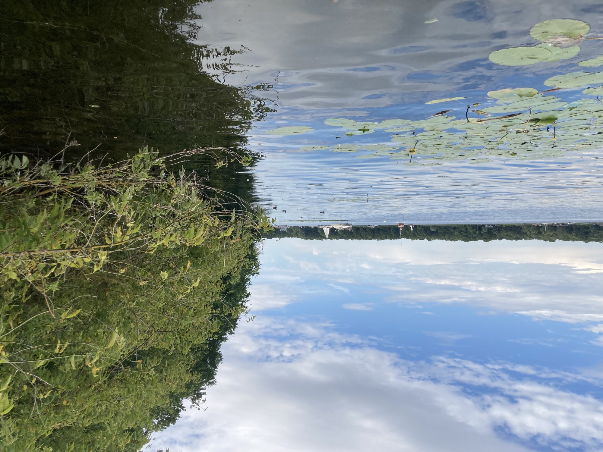 auf dem See im flachen Wasser mit Seerosen im Vordergrund, rechts Büsche am Ufer, die sich über das Wasser neigen