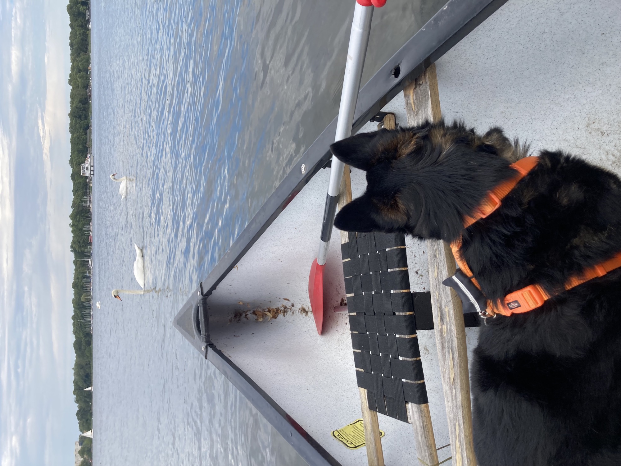 schwarzbrauner Hund in einem Boot, der Hund schaut nach vorne zur Spitze des Boots (weg von der Kamera) in Richtung von zwei Schwänen, die vor dem Boot im Wasser herumschwimmen