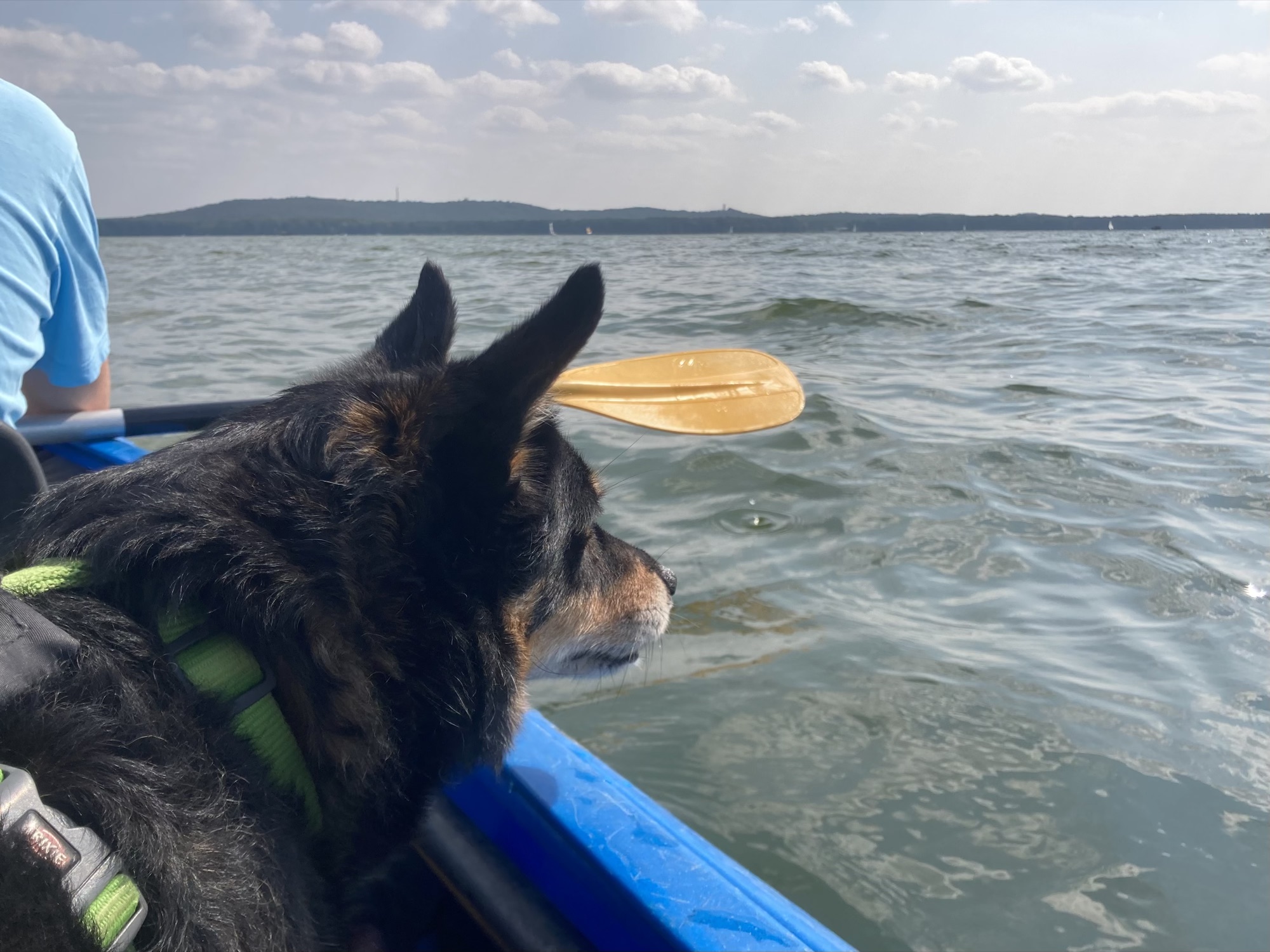 schwarz-brauner Hund schaut aus dem blauen Kajak übers Wasser, hinterm Kopf des Hundes das gelbe Paddel der vorderen Person