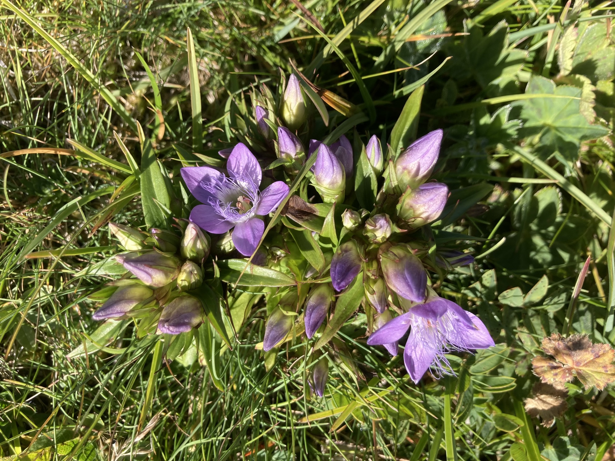 Blume mit violetten Blüten, die geöffnete Blüte hat fünf Blütenblätter und krause Fasern rund um die Blütenstempel, rund um die geöffnete Blüte sind mehrere Knospen in verschiedenen Entwicklungszuständen zu sehen